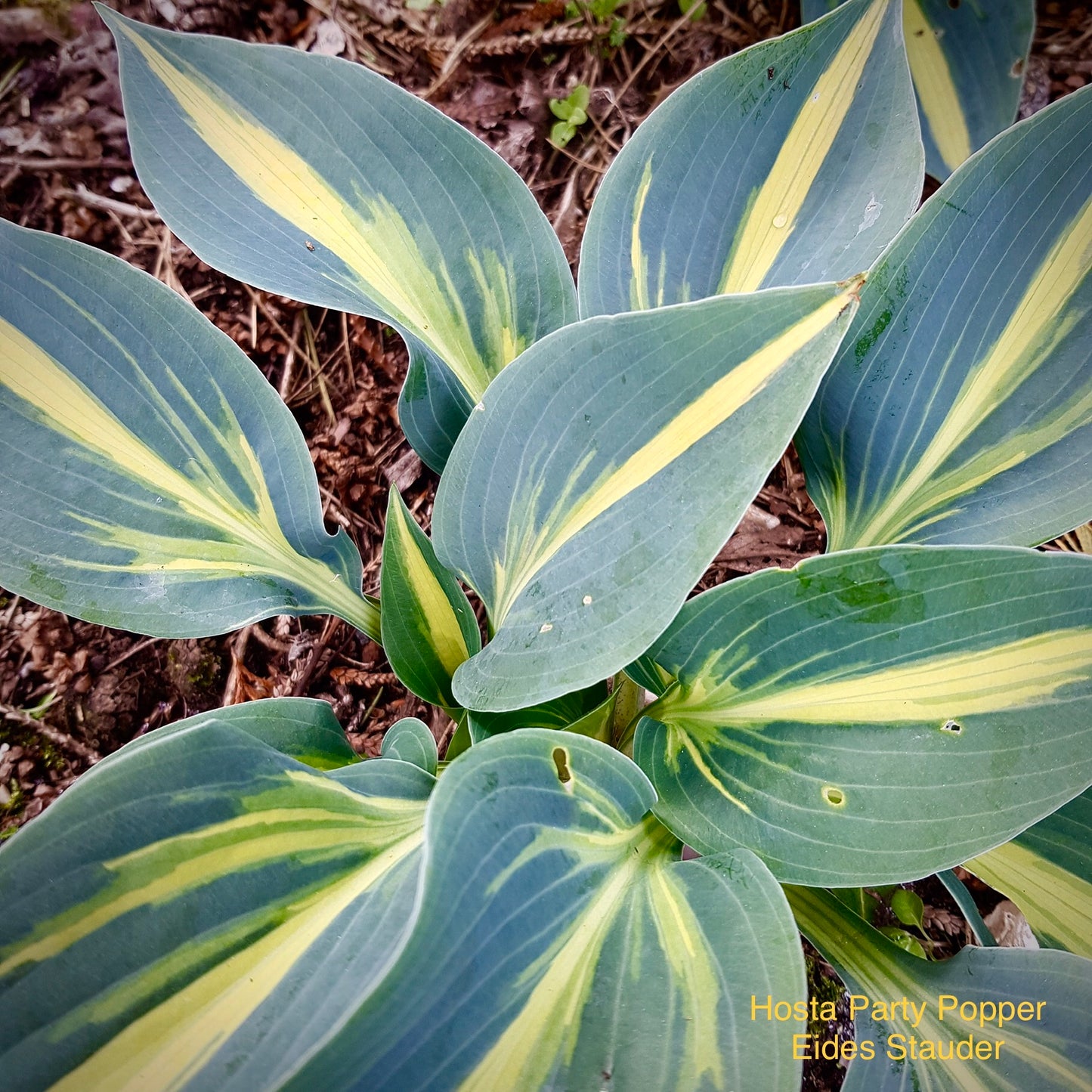 Hosta ‘Party Popper’