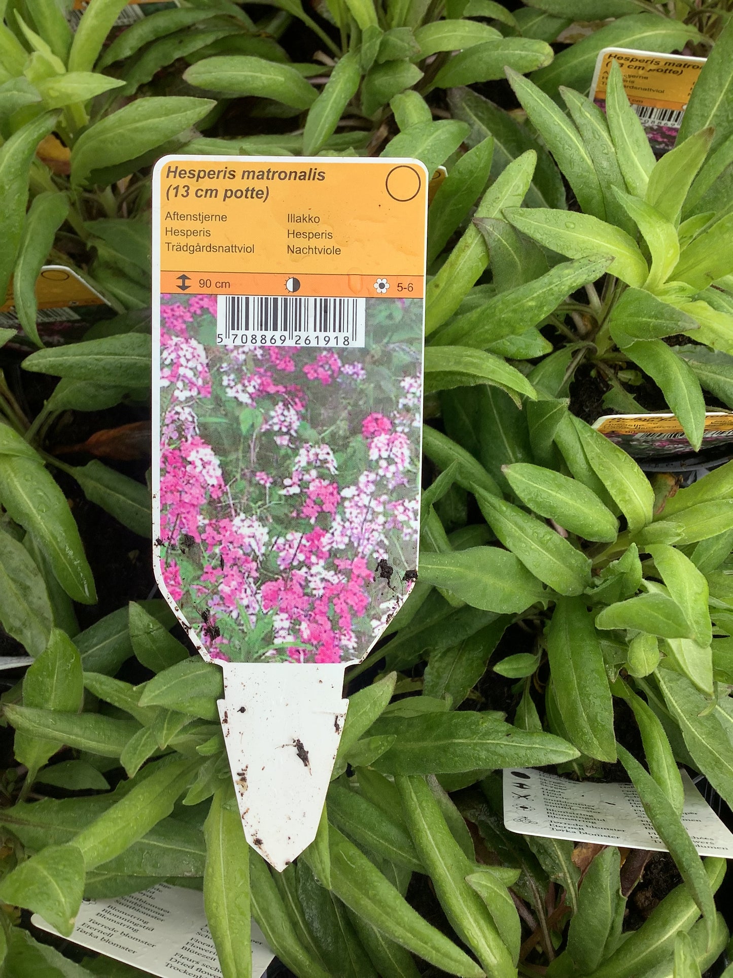 Hesperis matronalis