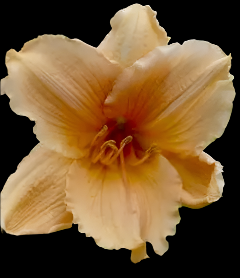 Hemerocallis ‘Baley Hay’ P12