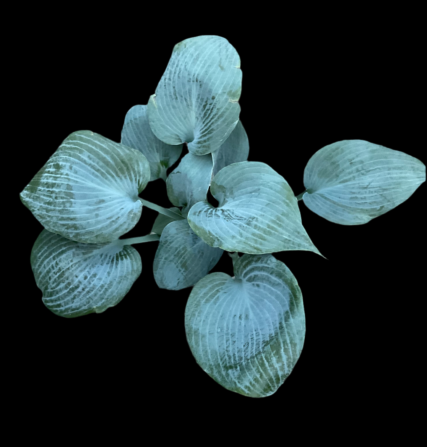 Hosta ‘Bulletproof’ P15