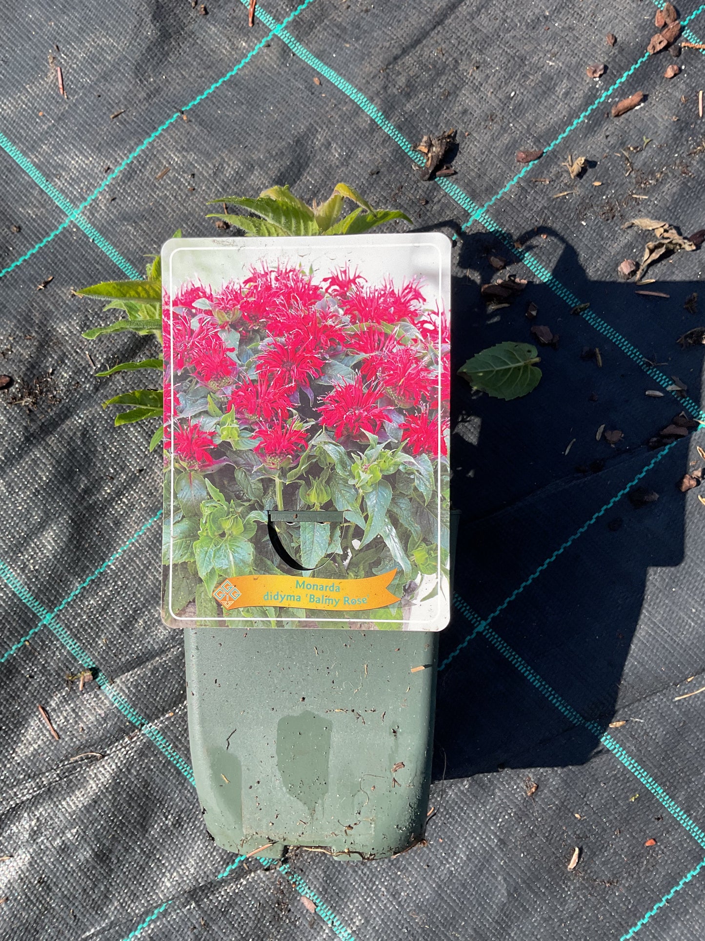 Monarda didyma ‘Balmy Rose’ P11x11