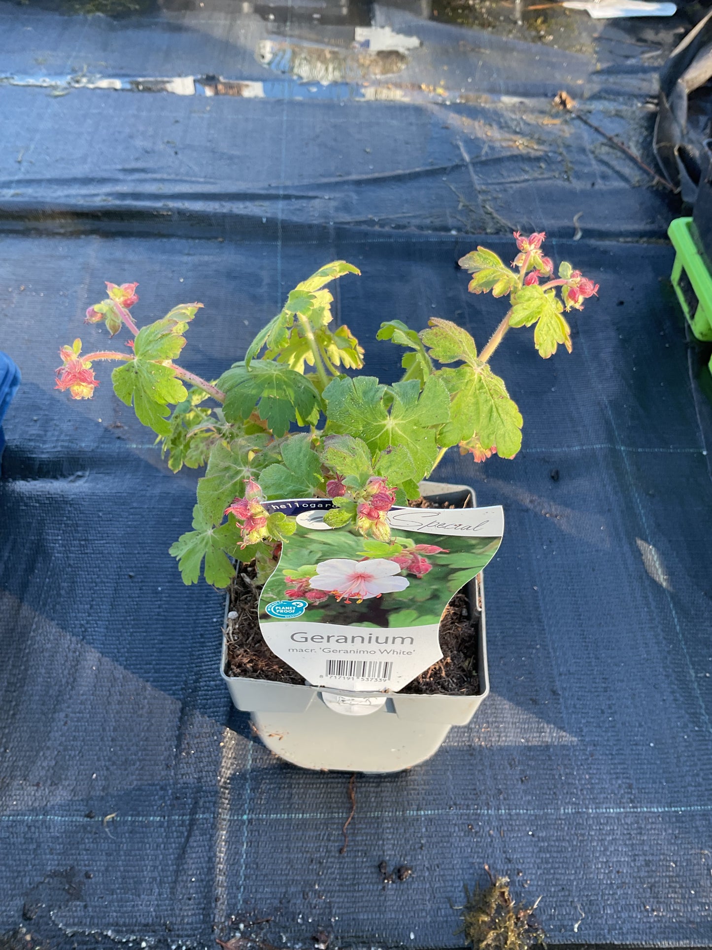 Geranium macrorh. ‘Geranimo White’ P11x11