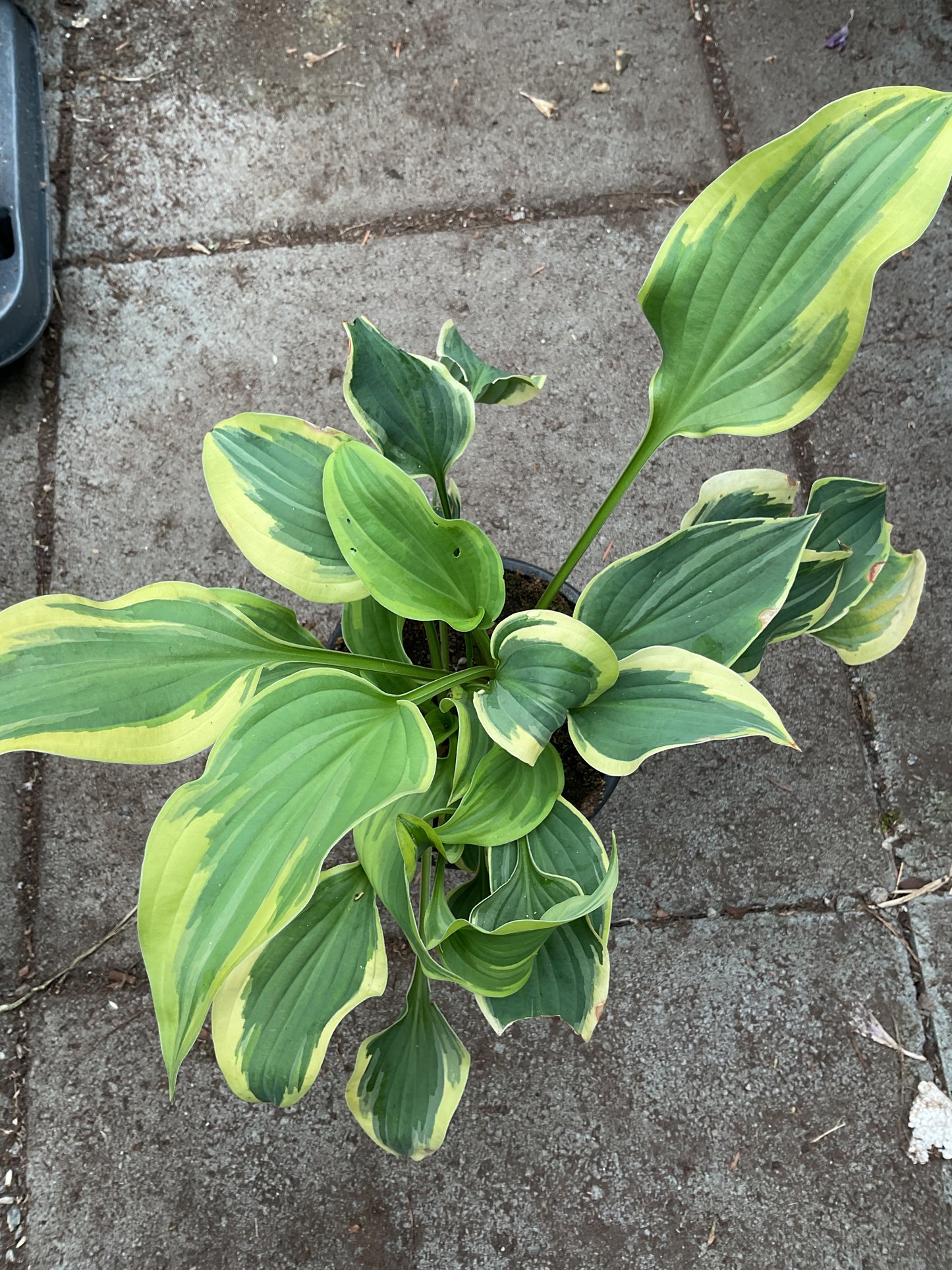 Hosta ‘Brim Cup’ P12