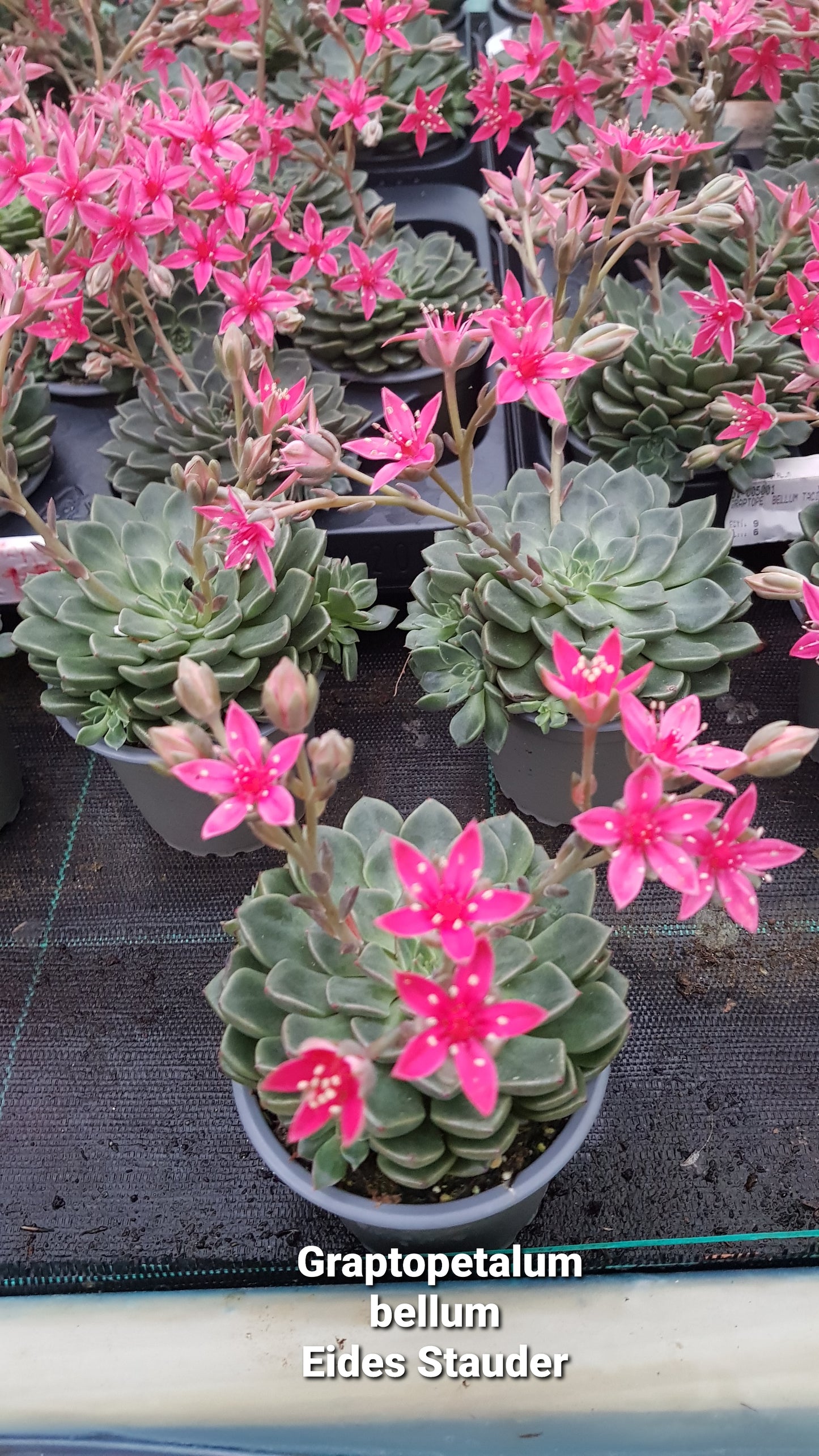 Graptopetalum bellum