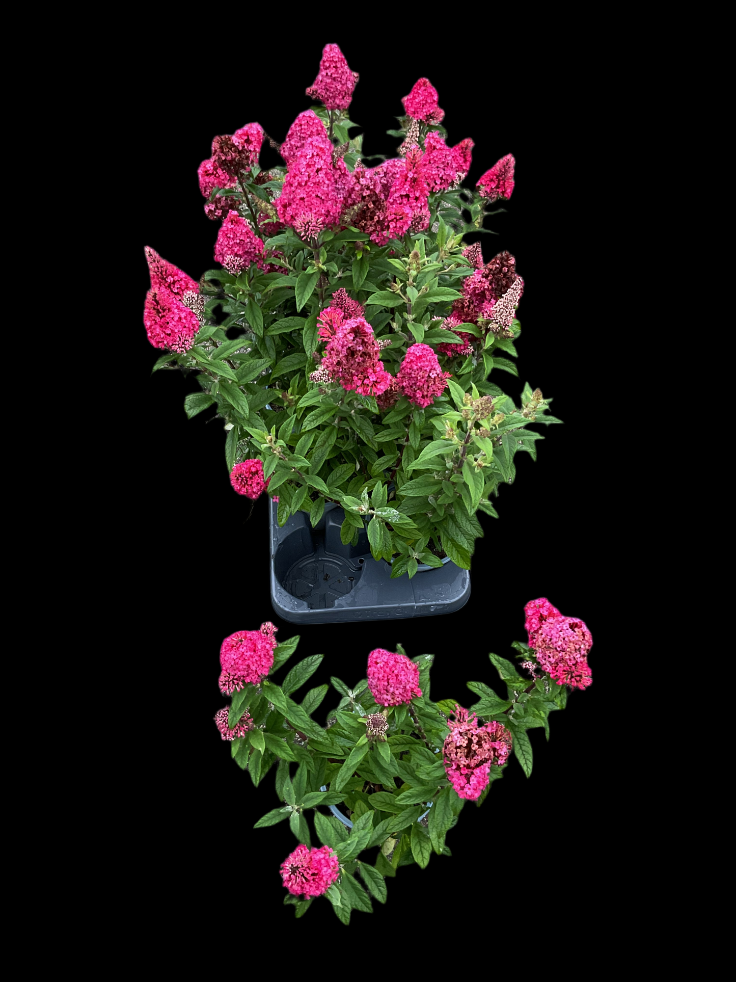 Buddleja ‘Little Ruby’ P13