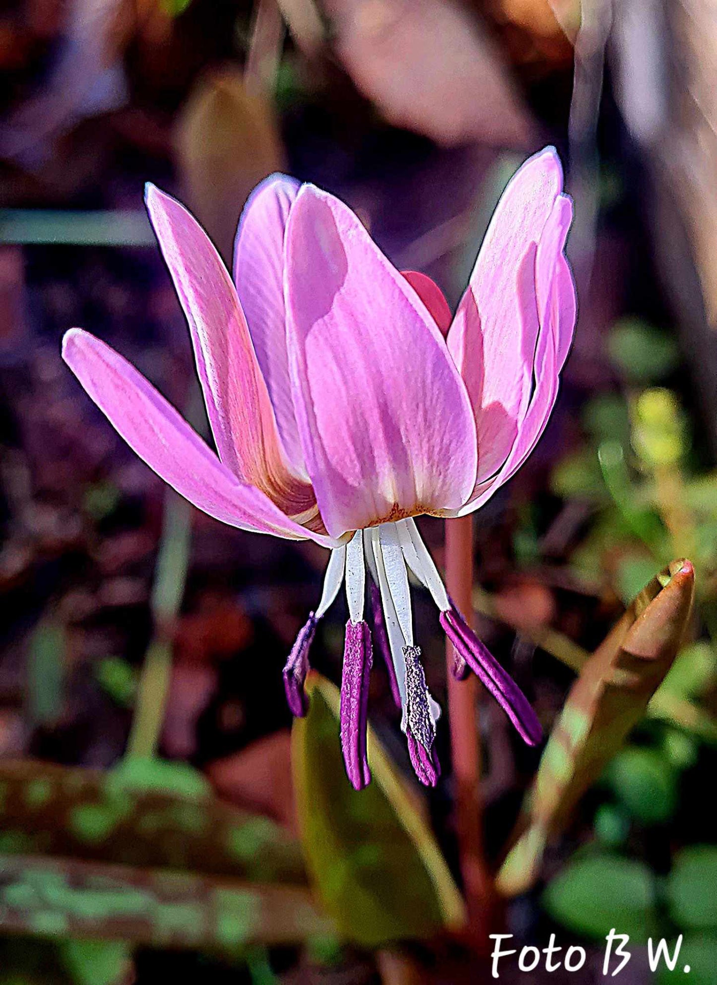 Erythronium dens-canis