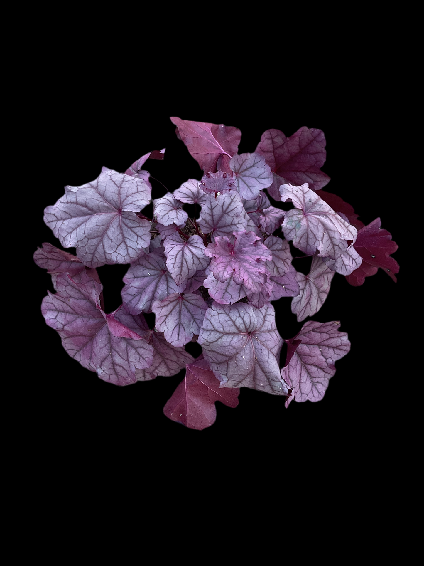 Heuchera ‘Pink Panther’ P15