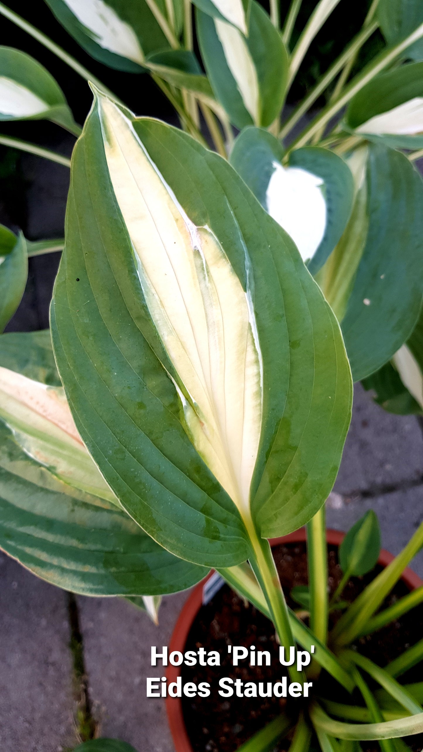 Hosta ‘Pin Up’