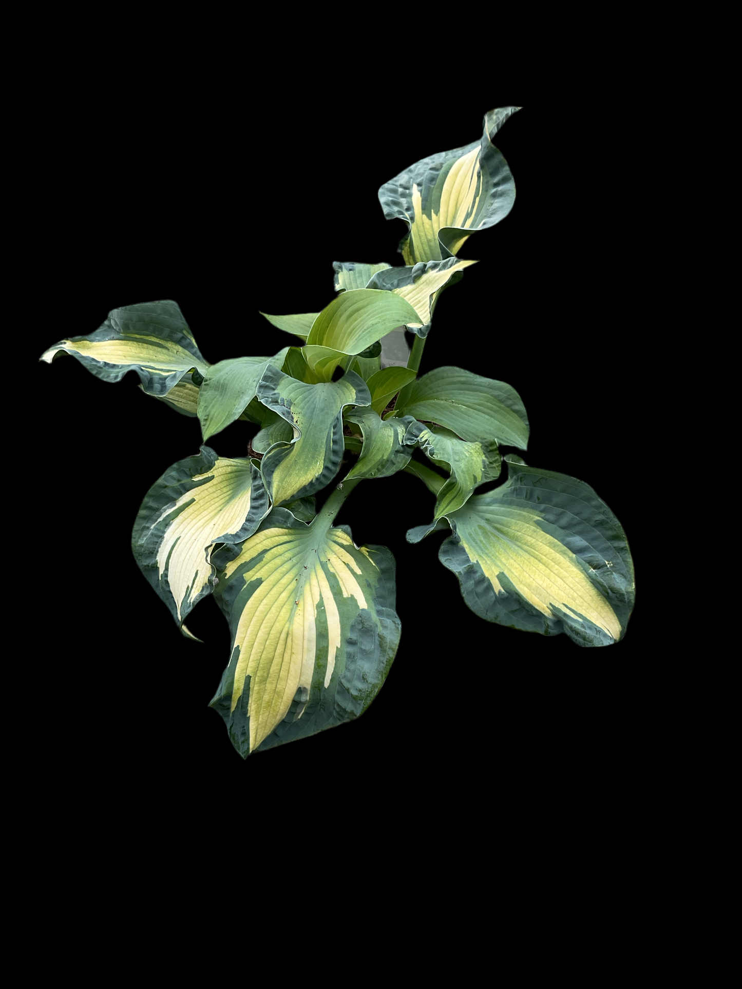 Hosta ‘Golden Meadows’ P15