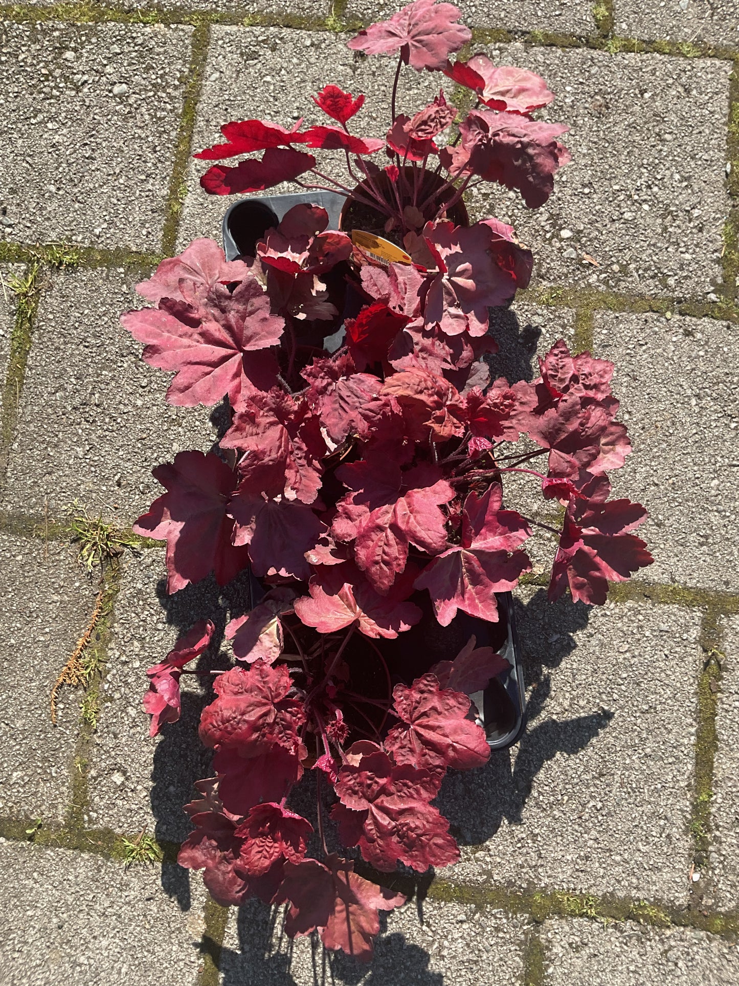 Heuchera ‘Autumn Leaves’ P13