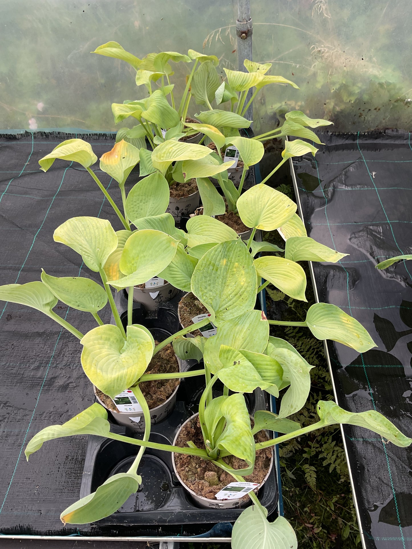 Hosta ‘Semperaurea’ P15