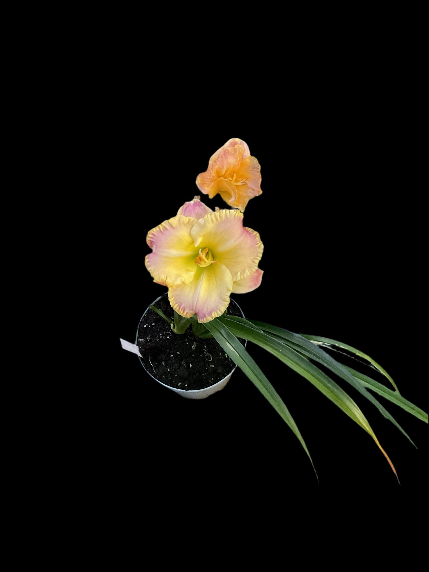 Hemerocallis ‘Blushing Ruffles’ P19