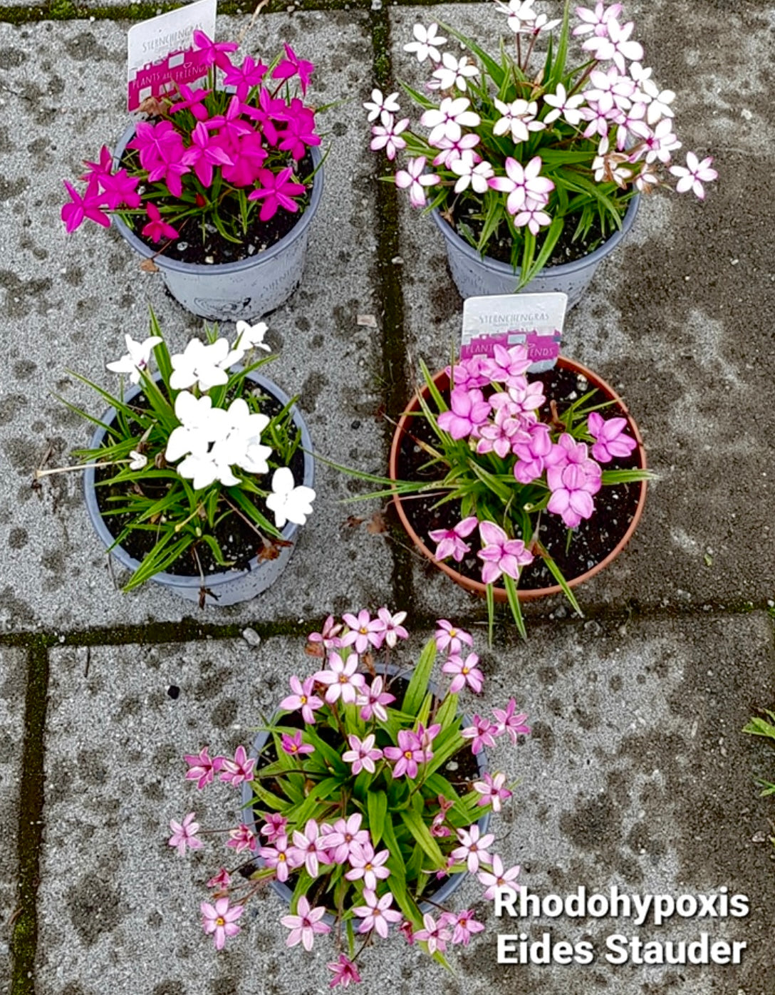 Rhodohypoxis hyb. Rosa P11