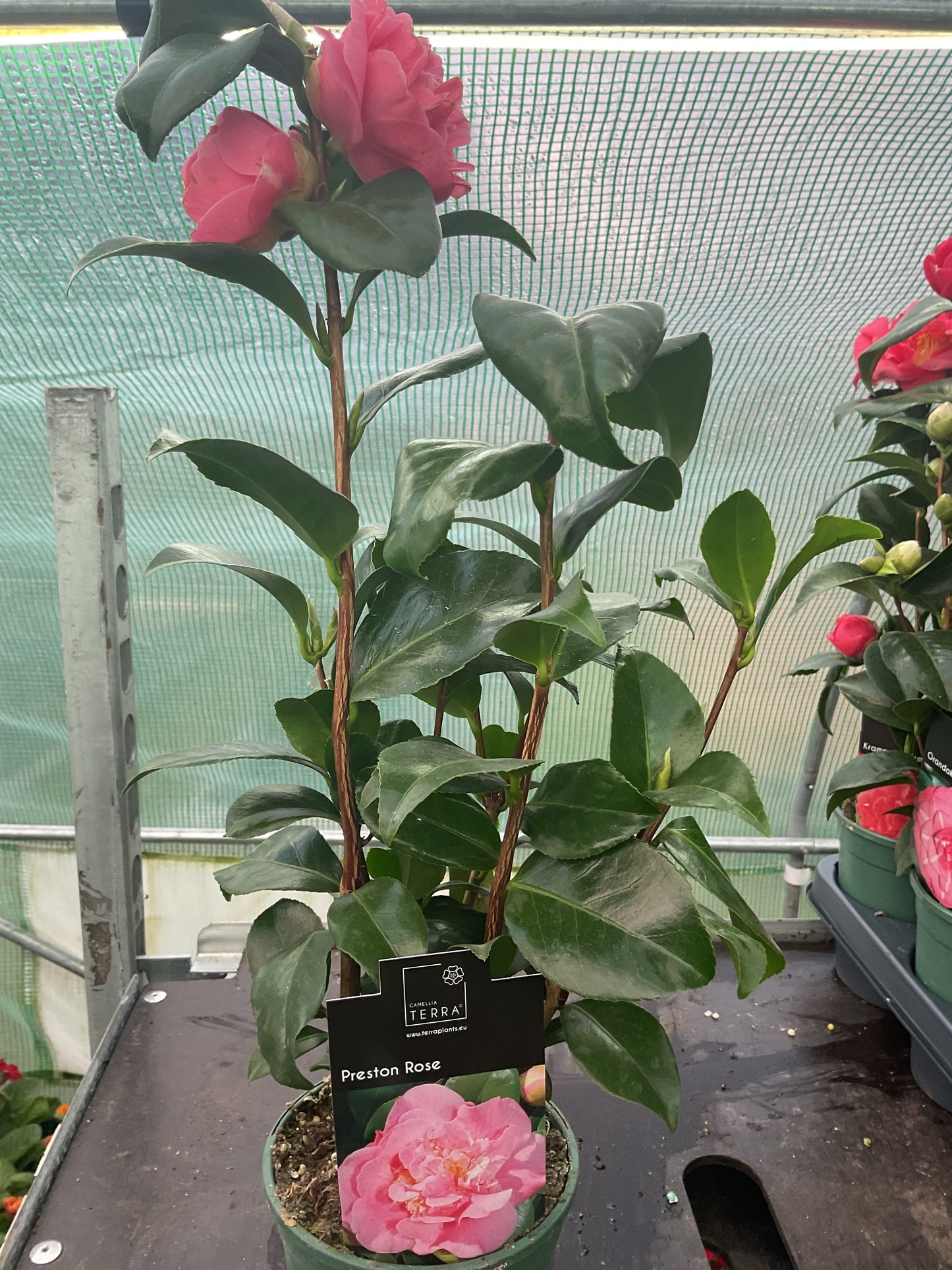Camellia japonica ‘Preston Rose’ P12