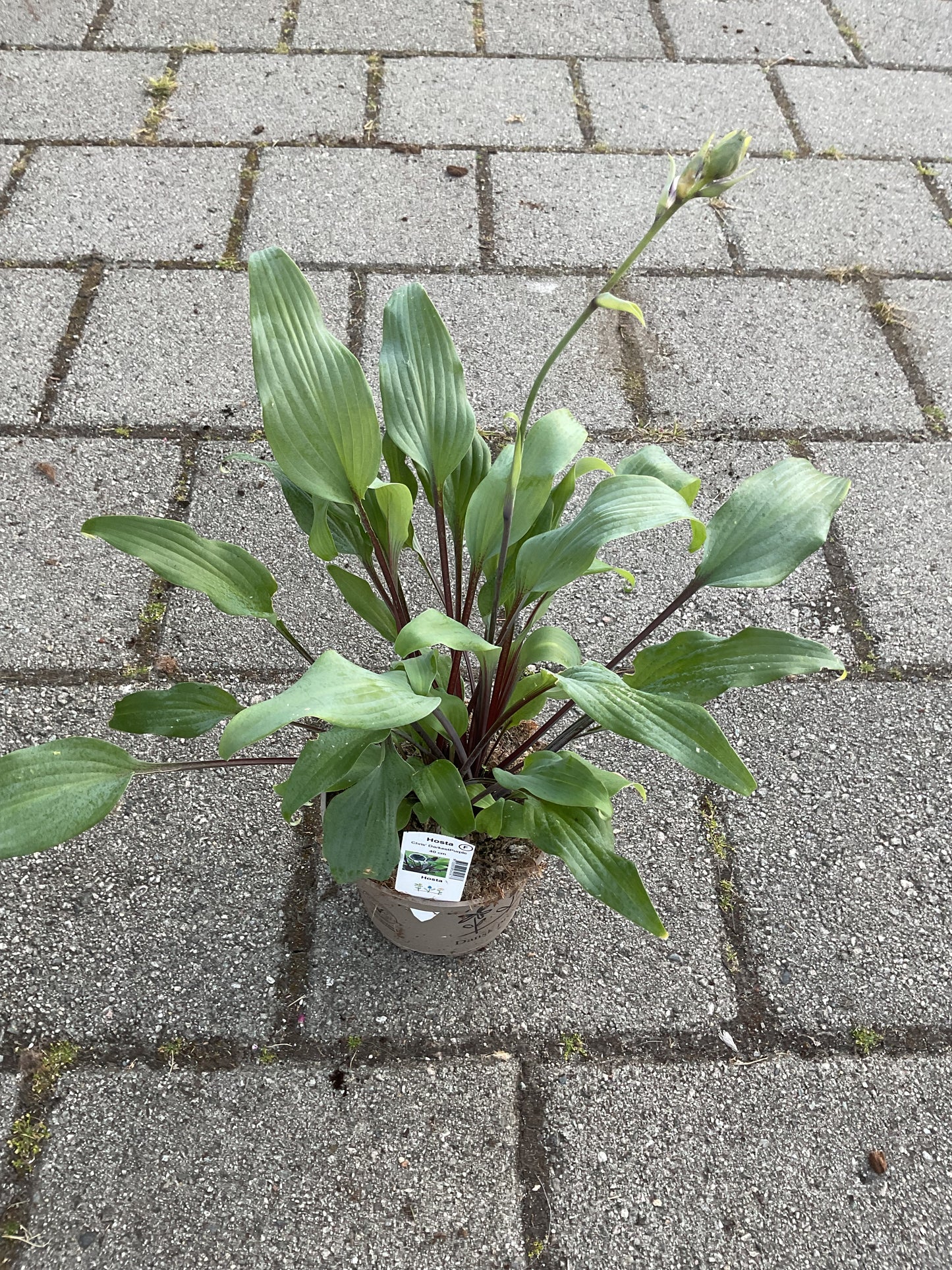 Hosta ‘Chris Darkest Purple’ P15