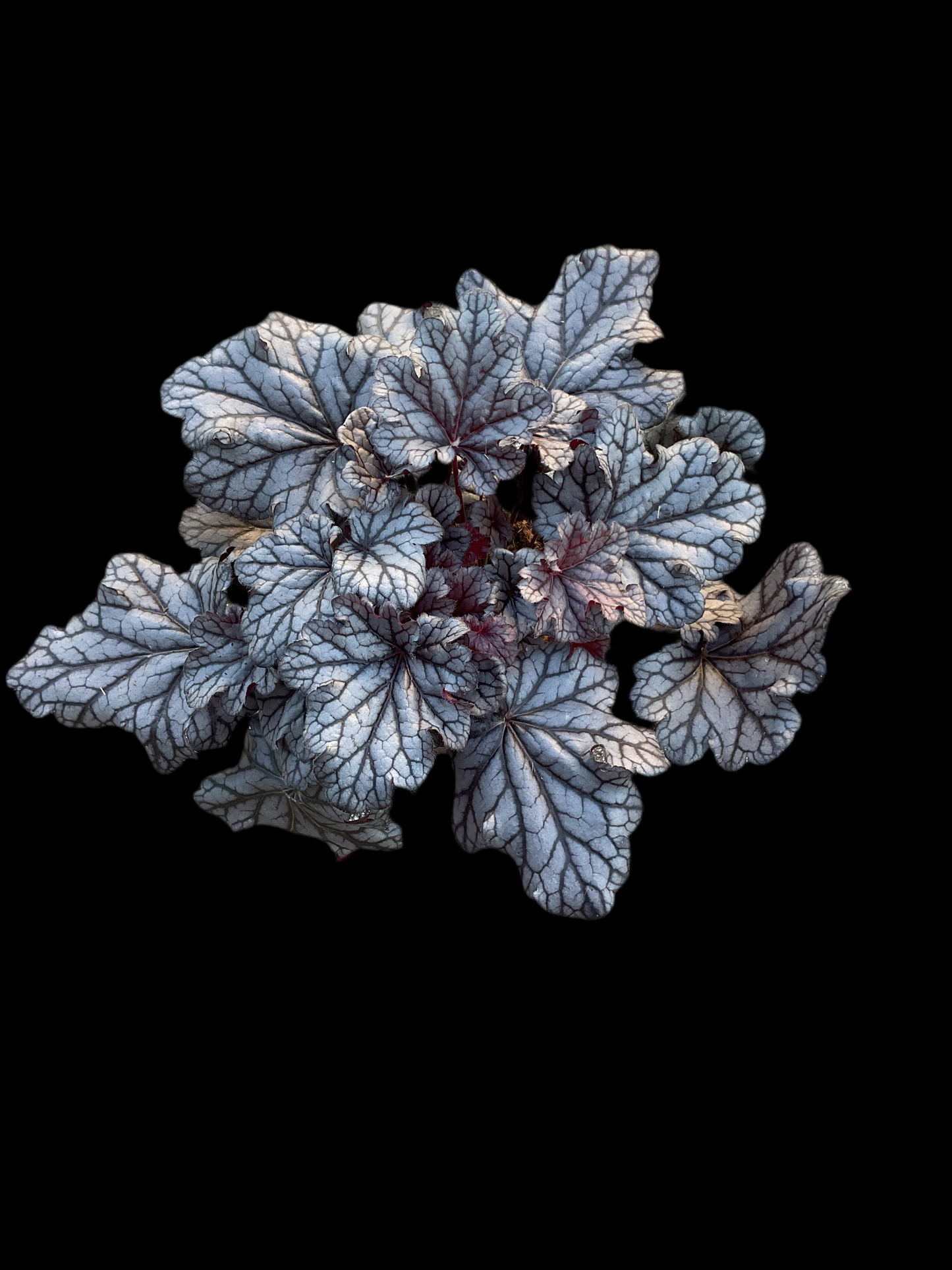 Heuchera ‘Timeless Treasure’ P15