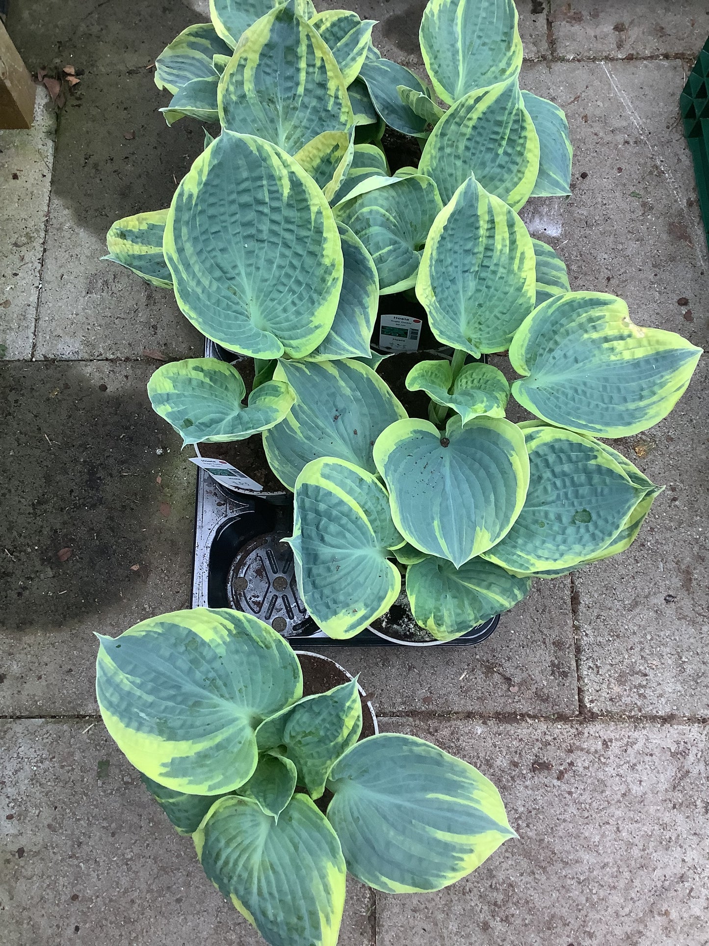 Hosta ‘Sugar Daddy’ P15