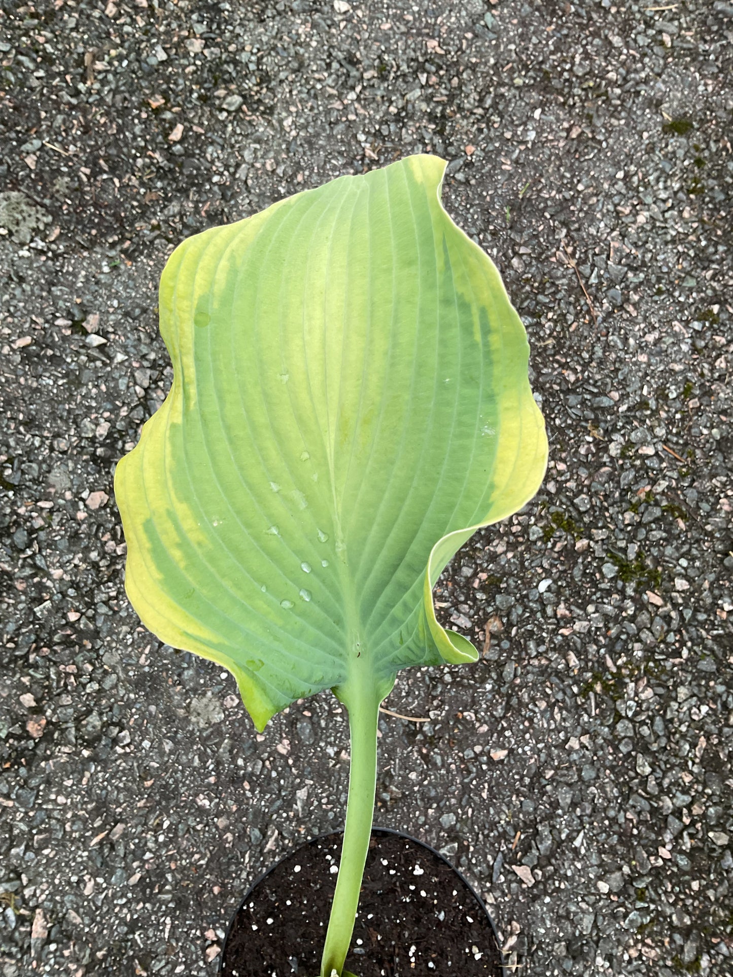 Hosta ‘Eclipse’ ®️ P15
