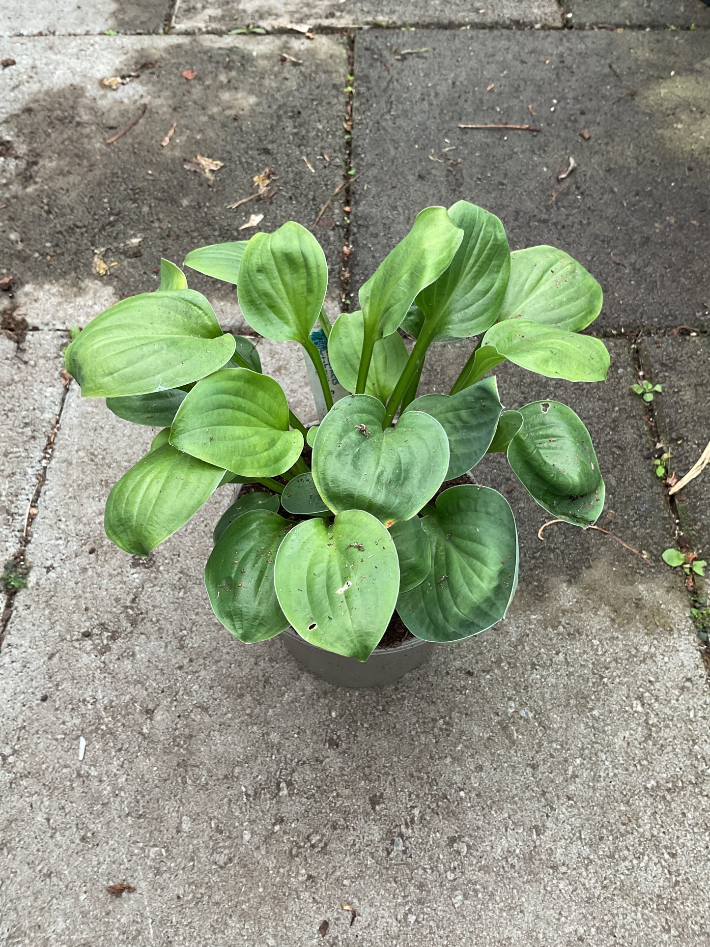 Hosta ‘Little Hobber’
