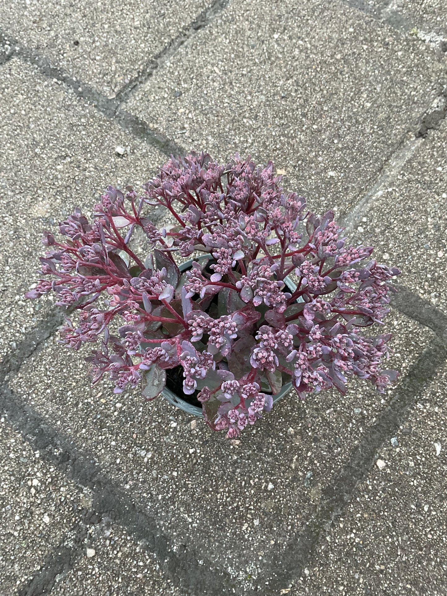 Sedum ‘Red Canyon’ P12