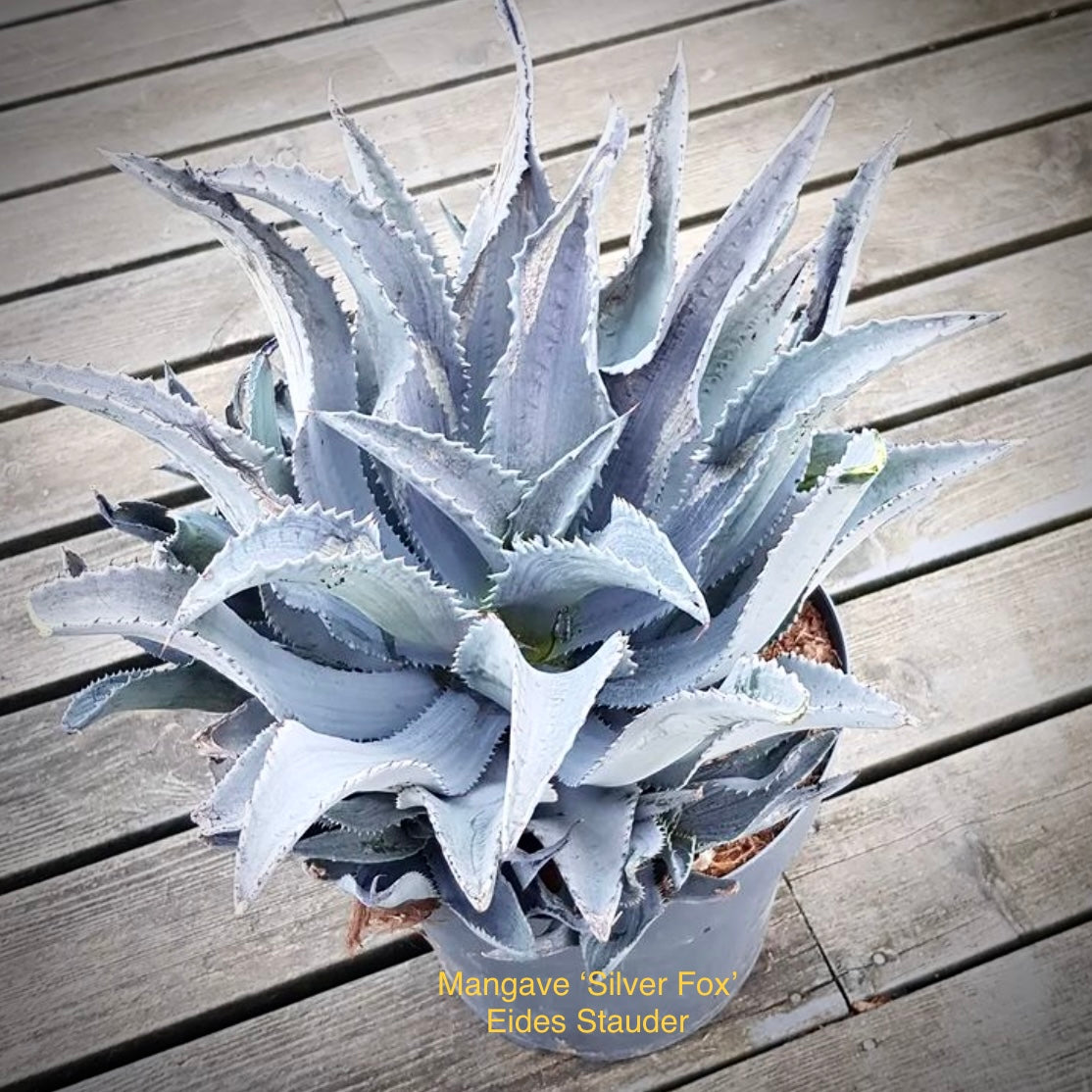 Mangave ‘Silver Fox’