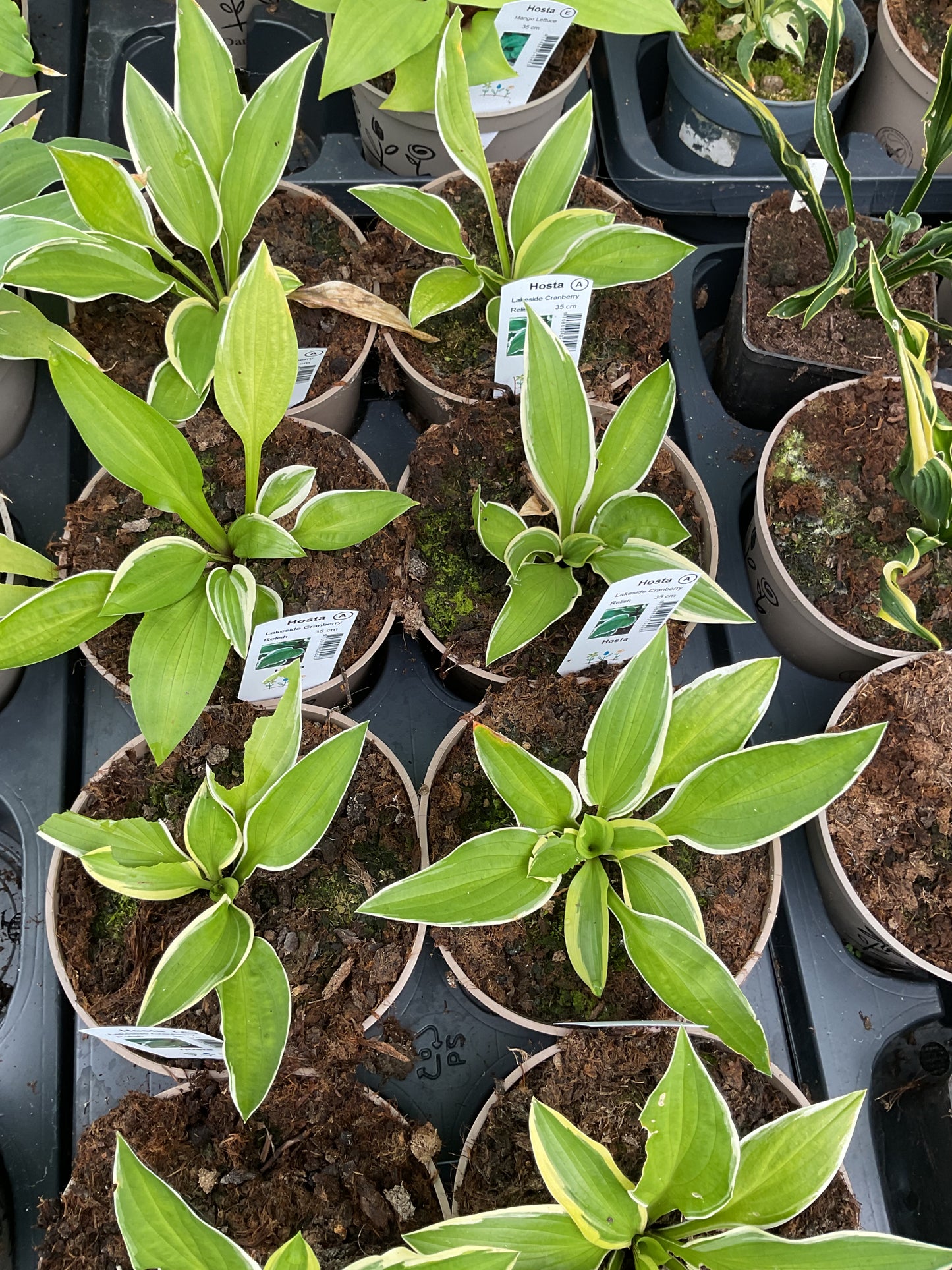Hosta ‘Lakeside Cranberry Relish’ P15