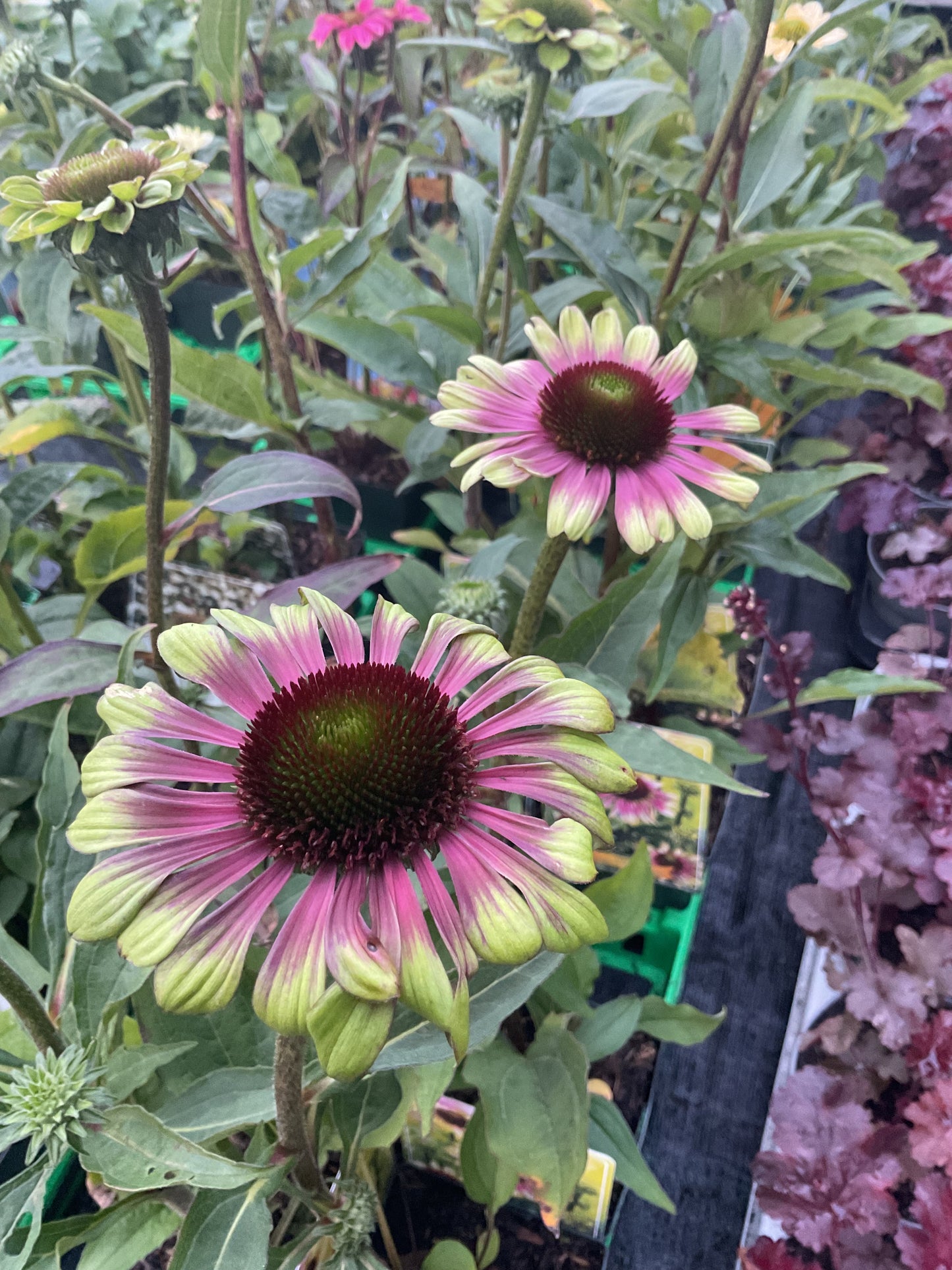 Echinacea ‘Green Twister’