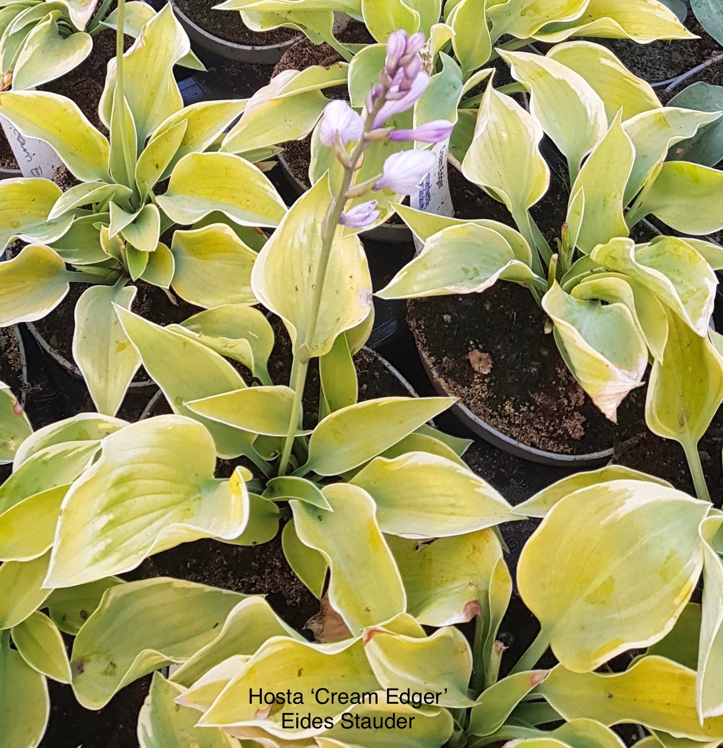 Hosta ‘Cream Edger’