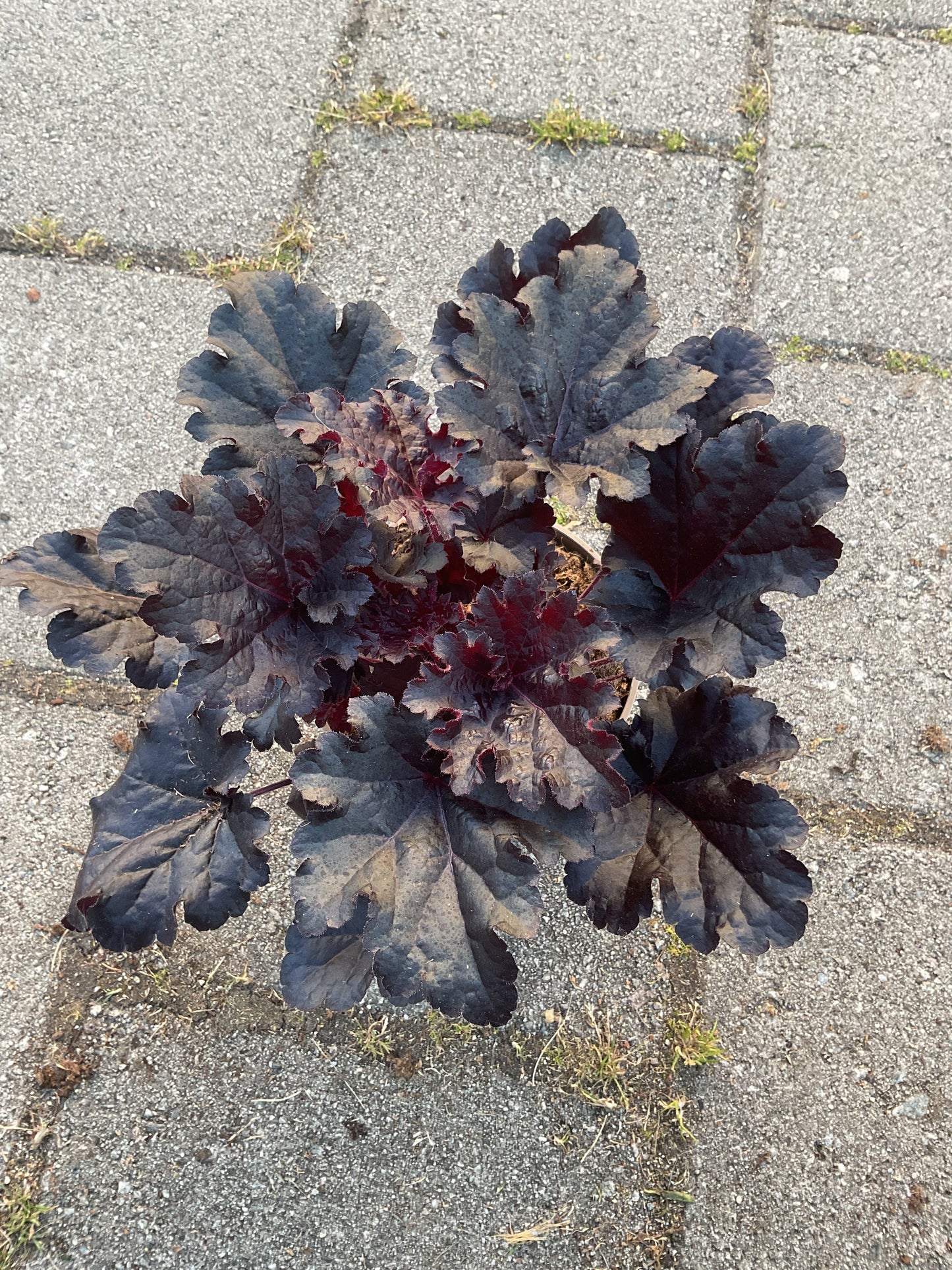 Heuchera ‘Timeless Night’ P15
