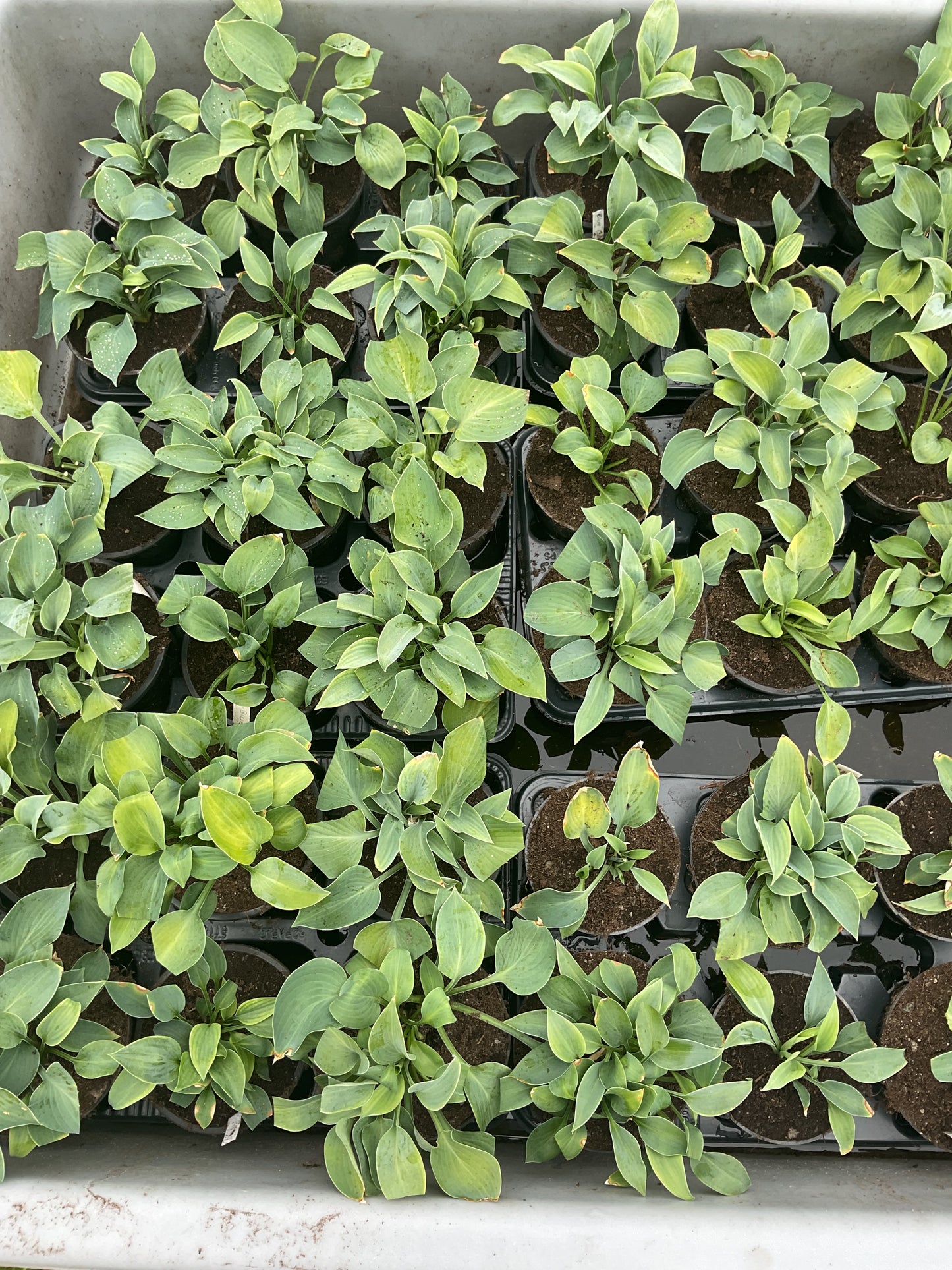 Hosta ‘Blue Boy’ P12