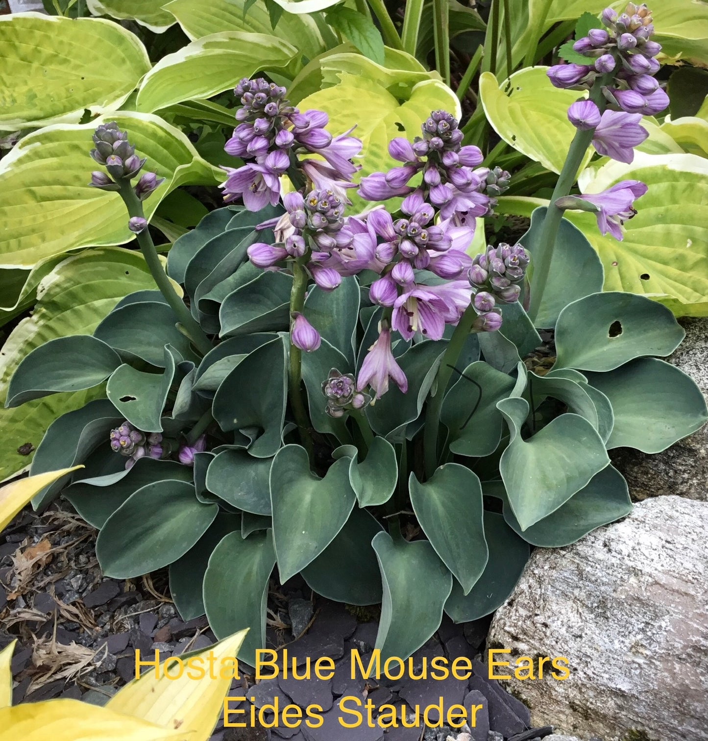 Hosta ‘Blue Mouse Ears’ P12