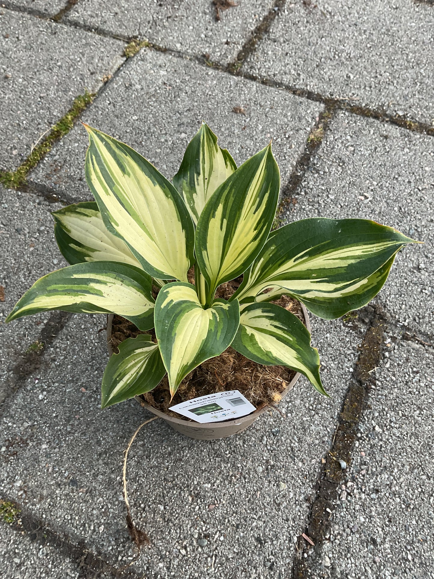 Hosta ‘Lakeside Paisley Print’