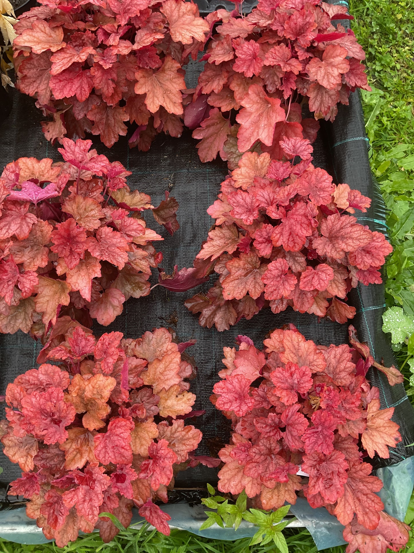 Heuchera ‘Fire Alarm’ P13