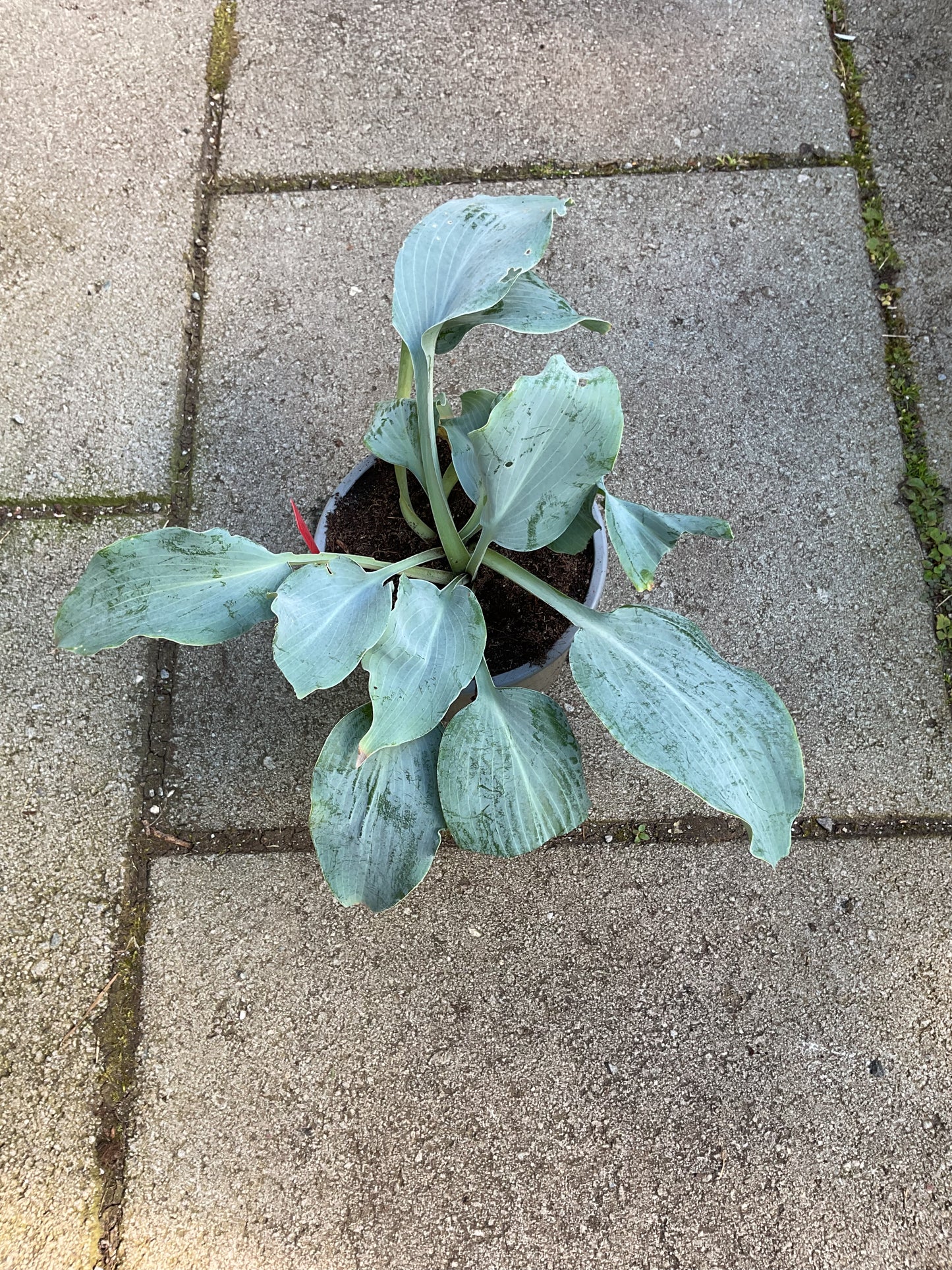Hosta ‘Toy Soldier’ ???