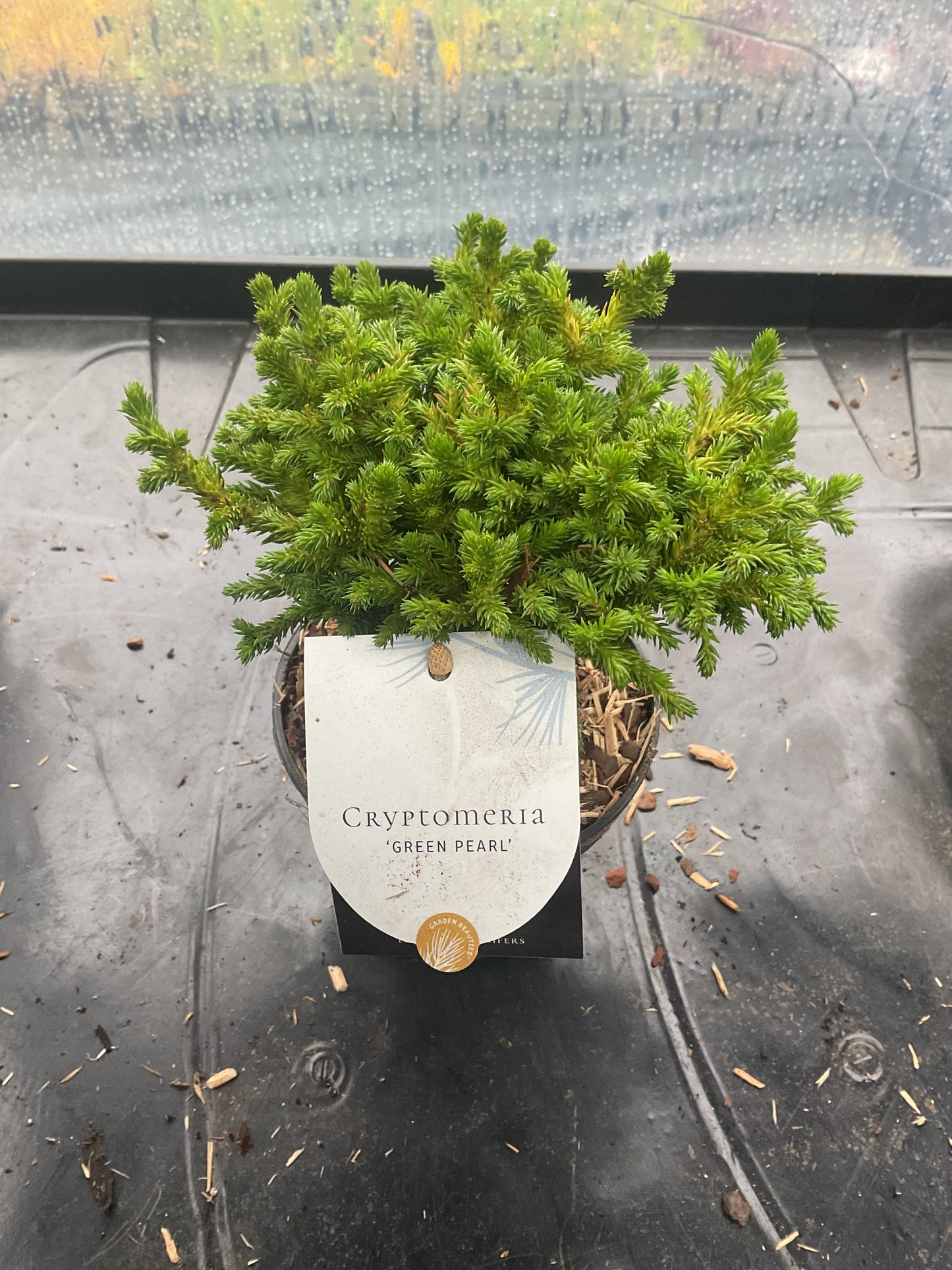 Cryptomeria japonica ‘Green Pearl’ P10