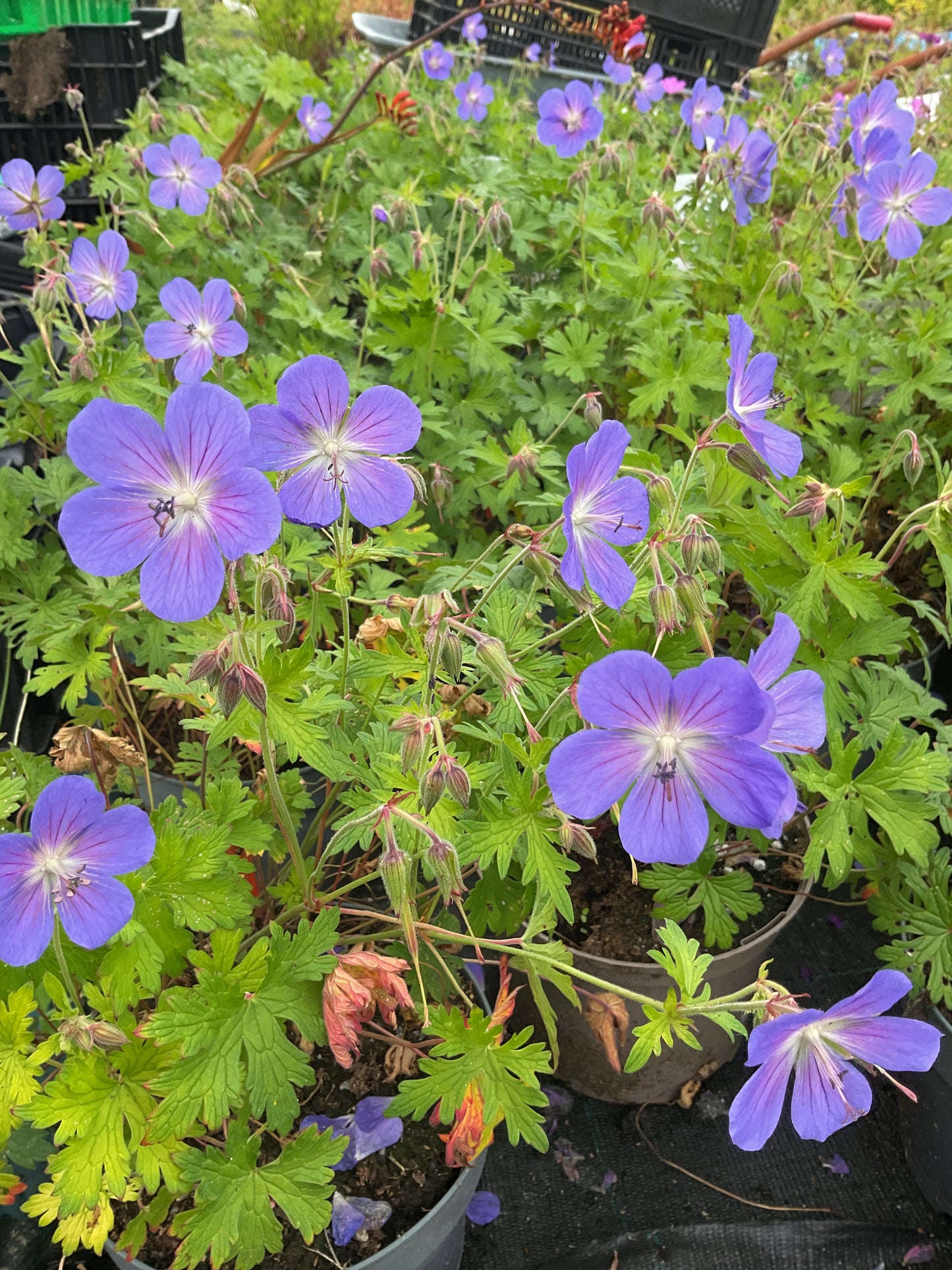 Geranium himalayense ‘Baby Blue’ P17