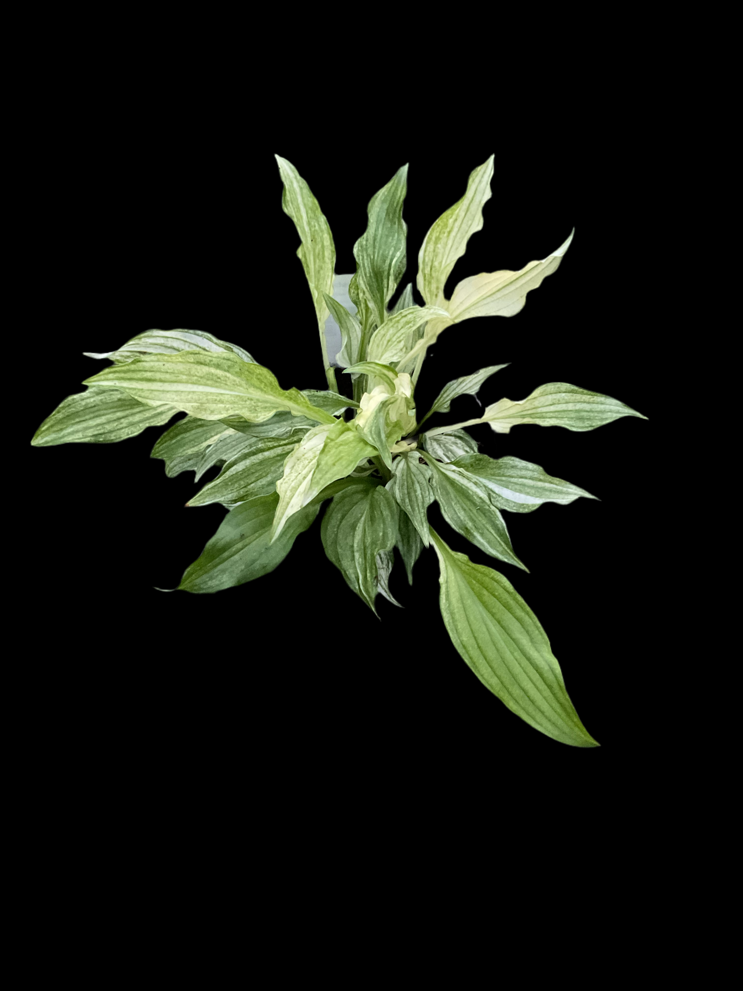 Hosta ‘White Feather’ P11x11