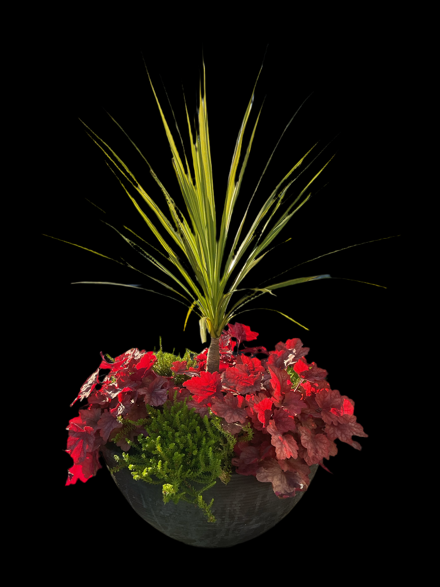 Heuchera ‘Fire Alarm’ P13