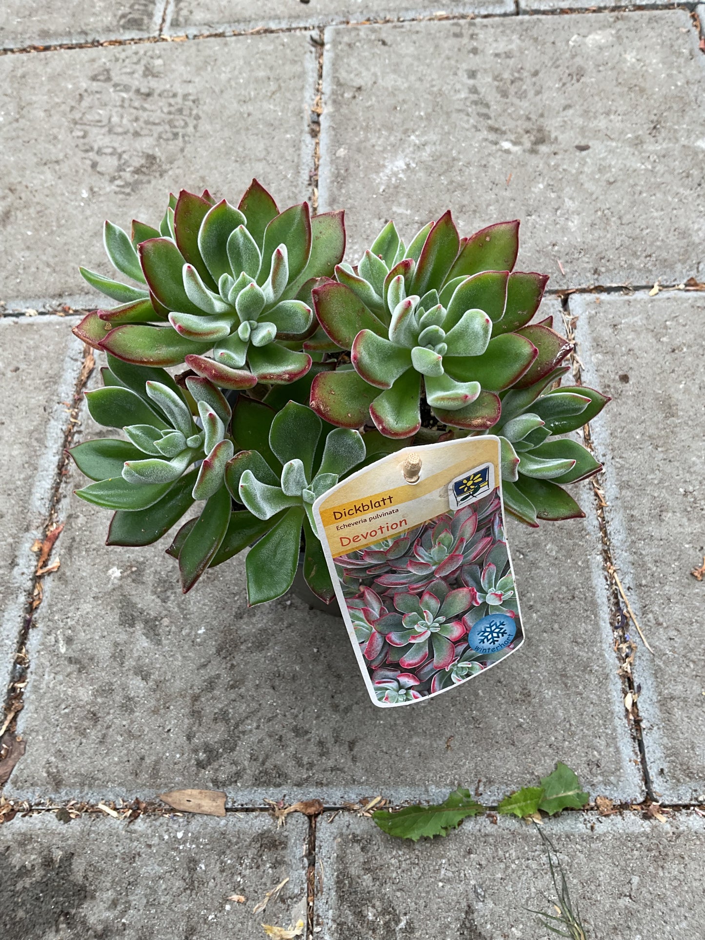 Echeveria pulvinata ‘Devotion’ P12