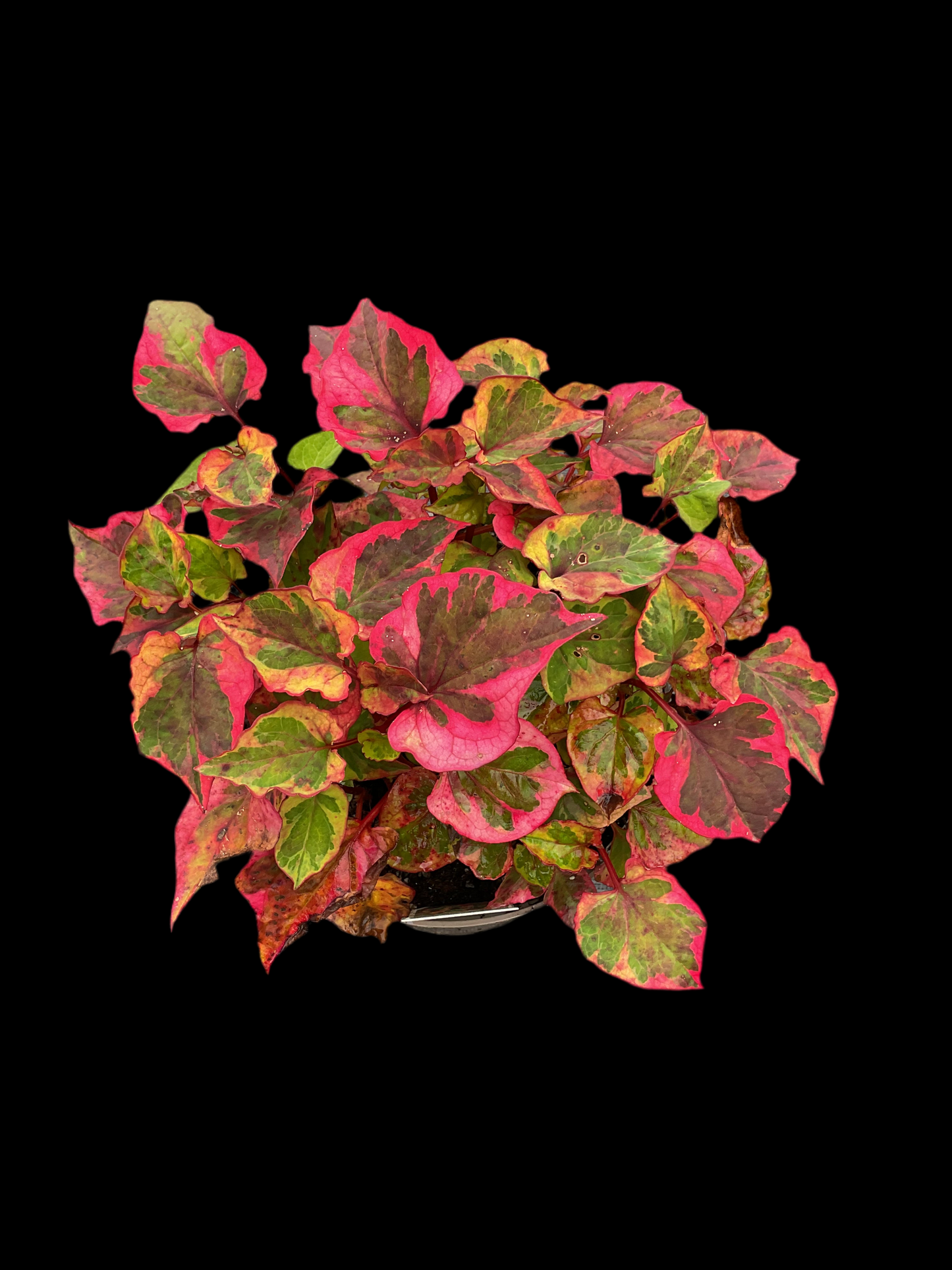 Houttuynia cordata ‘Chameleon’ P17