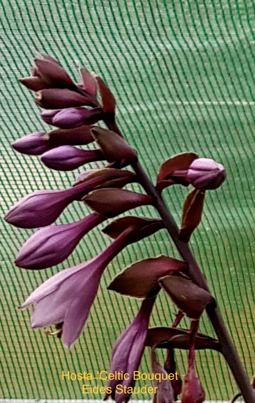 Hosta ‘Celtic Bouquet’