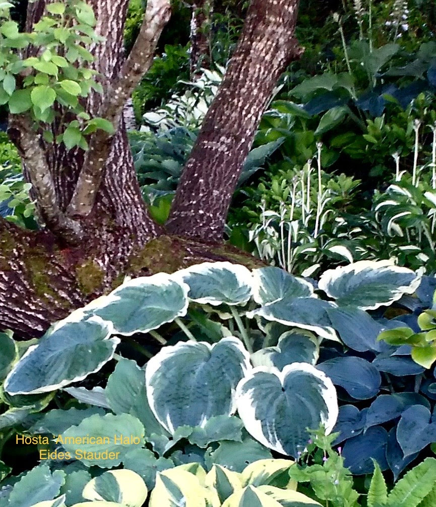 Hosta ‘American Halo’