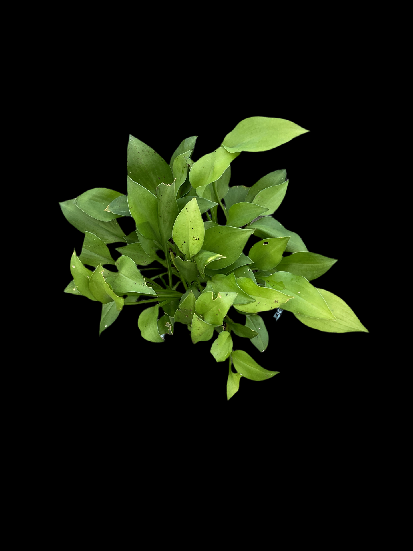 Hosta ‘Apple Green’
