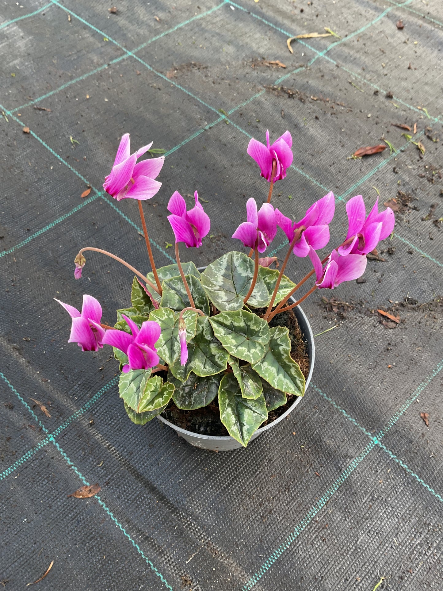 Cyclamen hederifolium ‘Pink’ P11