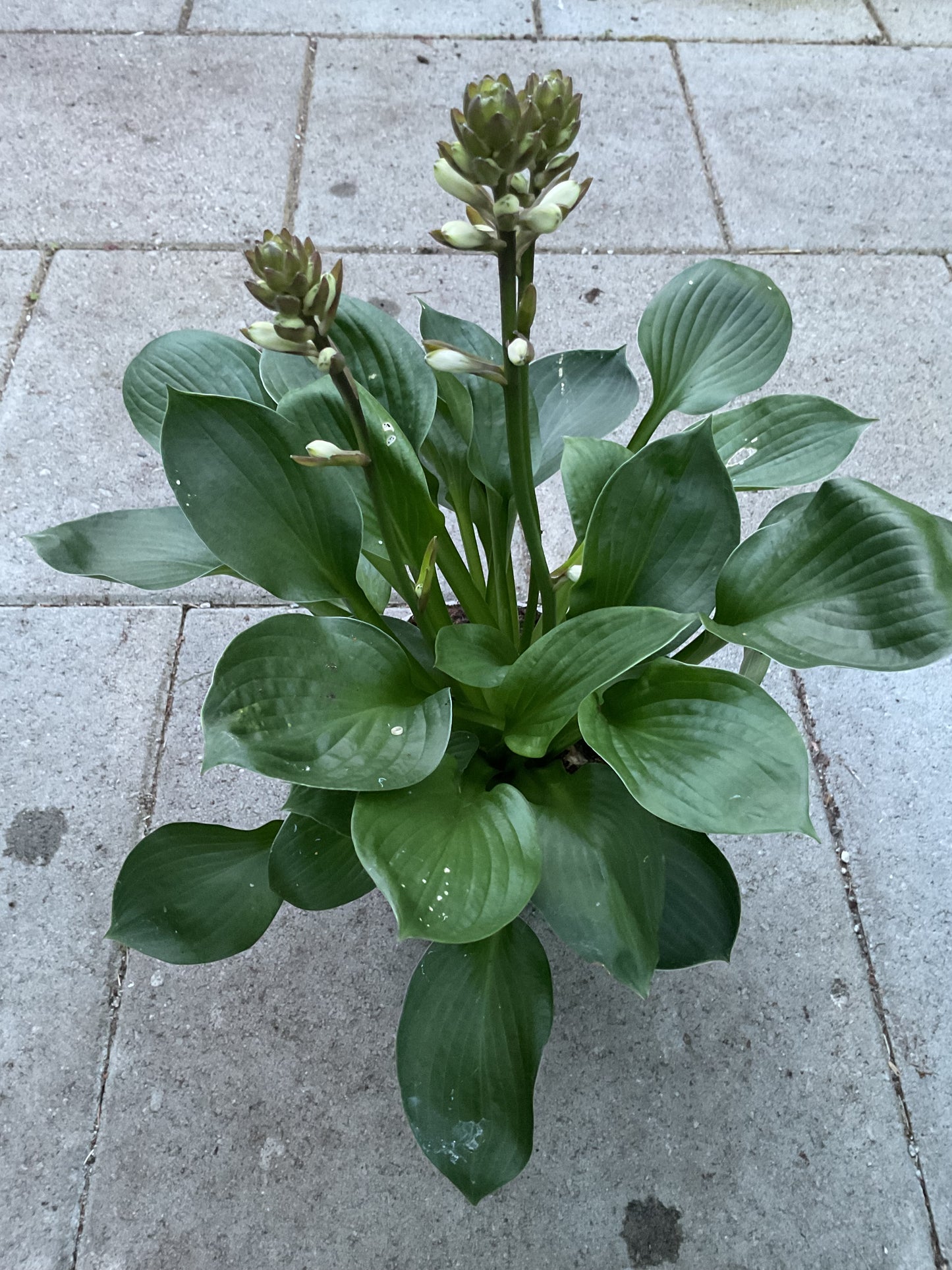 Hosta ‘Lakeside Lollipop’ P15