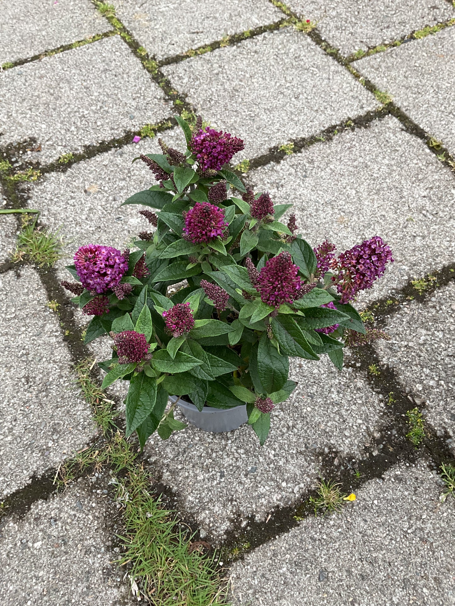 Buddleia davidii ‘Little Rockstars’®️ Red P13
