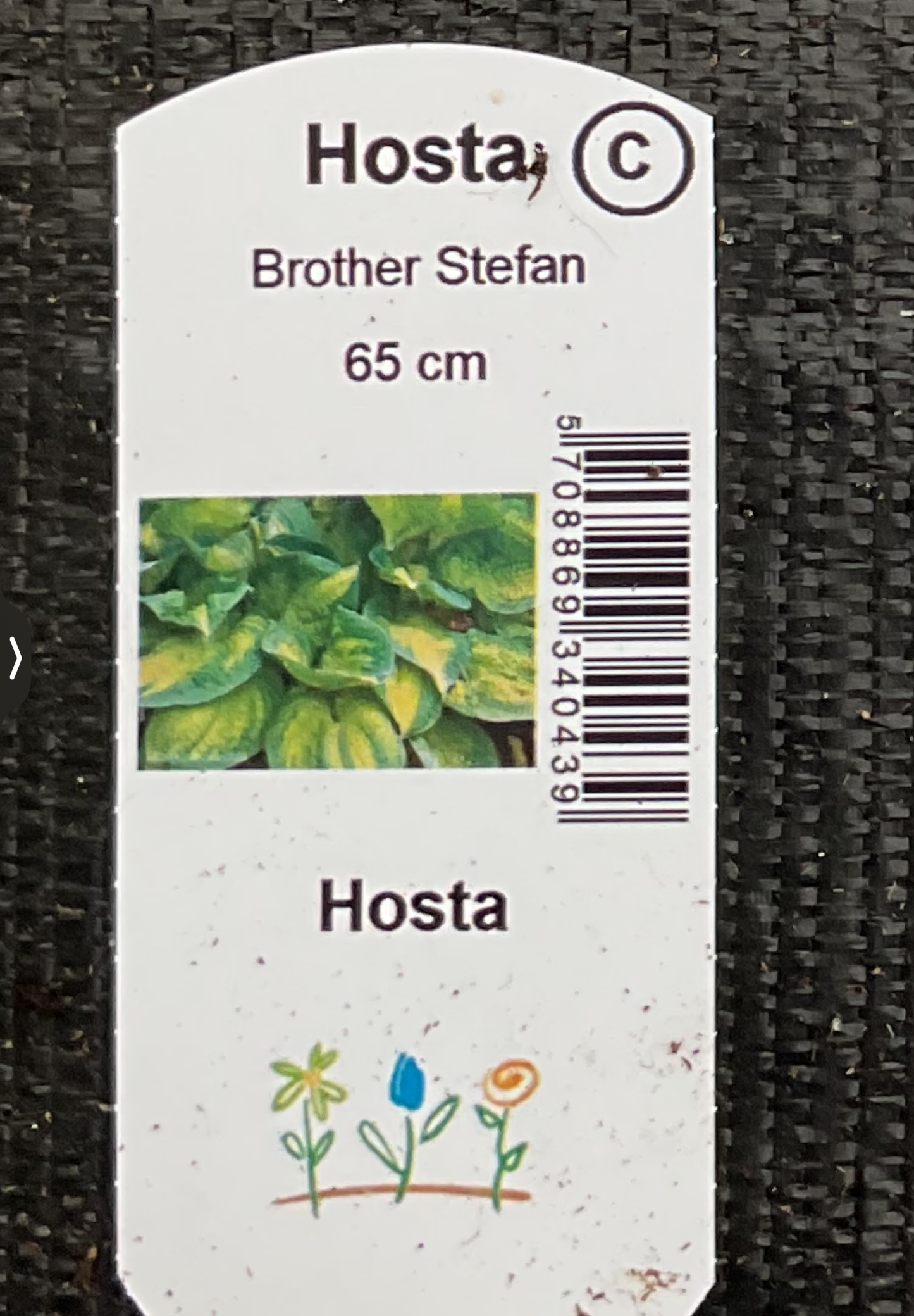 Hosta ‘Brother Stefan’ P 15