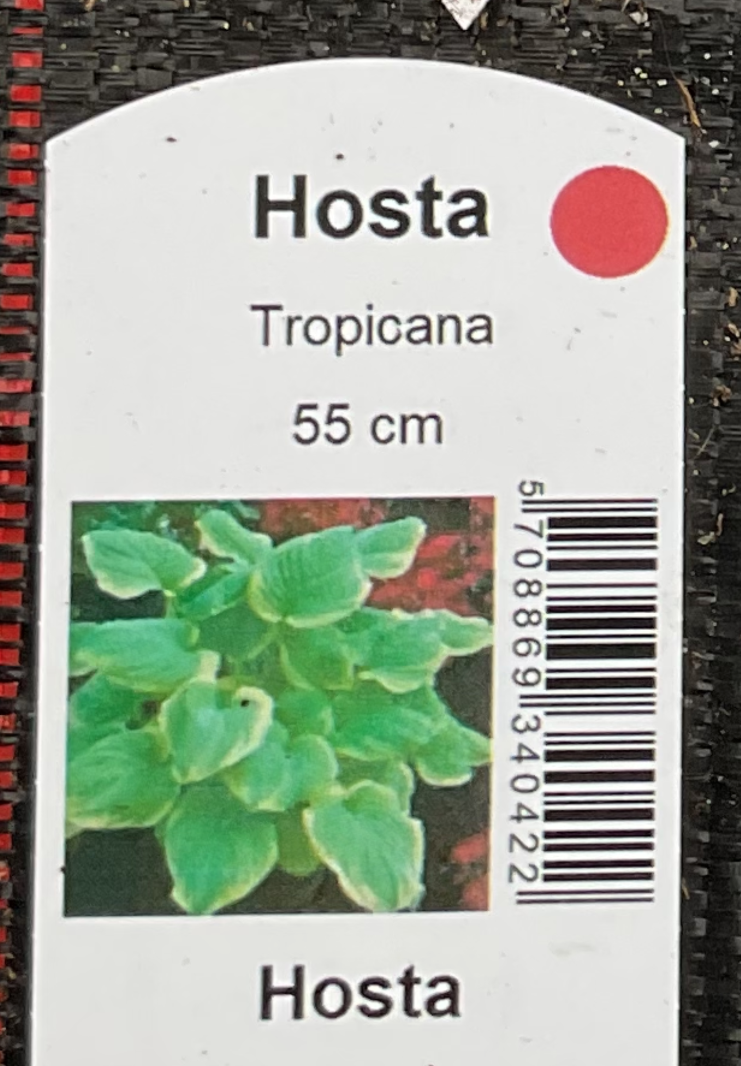 Hosta ‘Tropicana’ P15