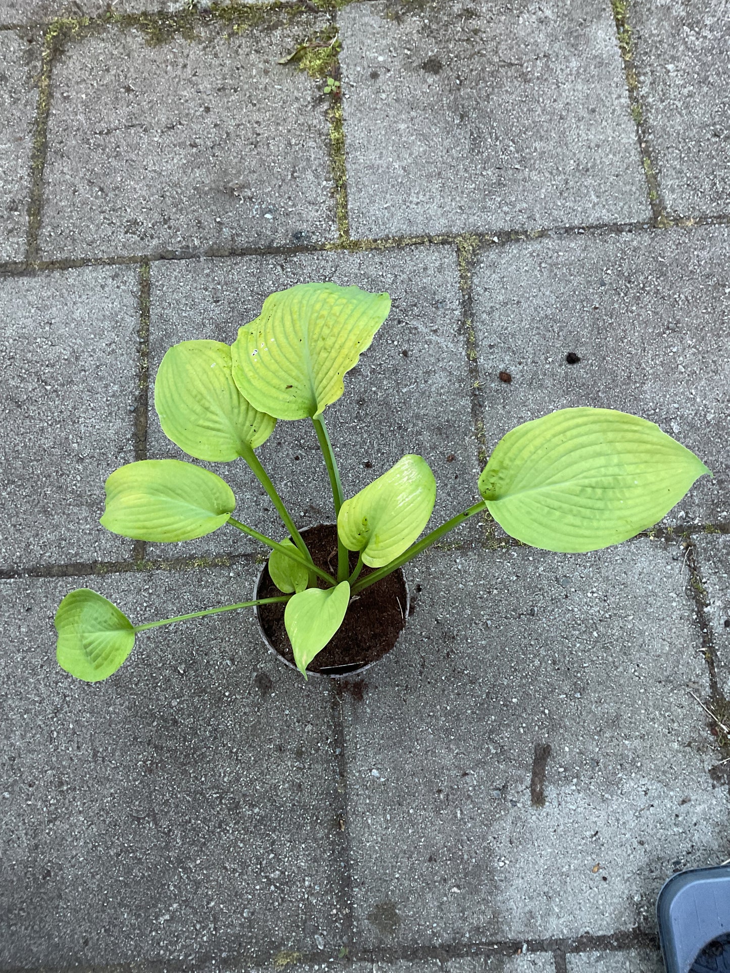 Hosta ‘Sutter’s Mill’
