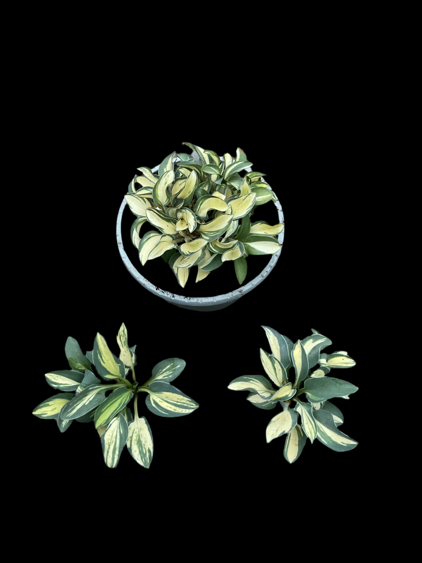 Hosta ‘Desert Mouse’ P9x9